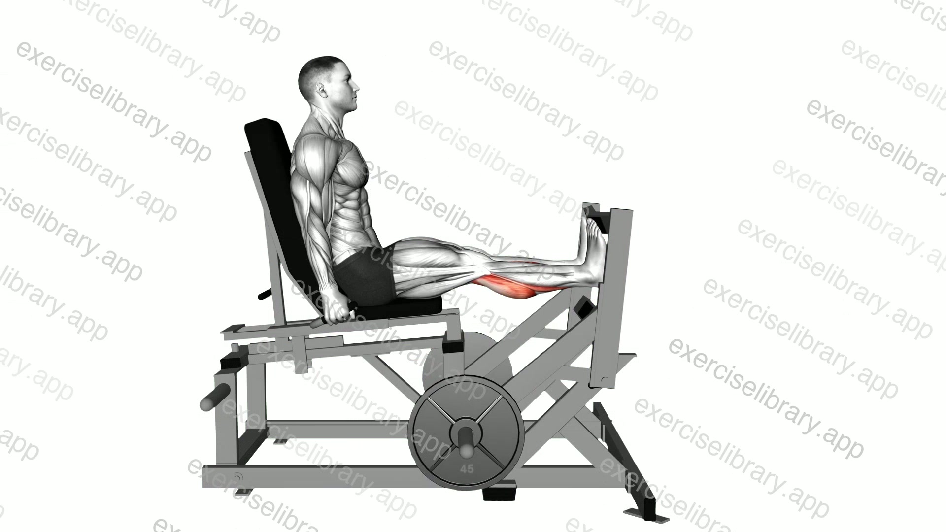 Lever Calf Press demonstration