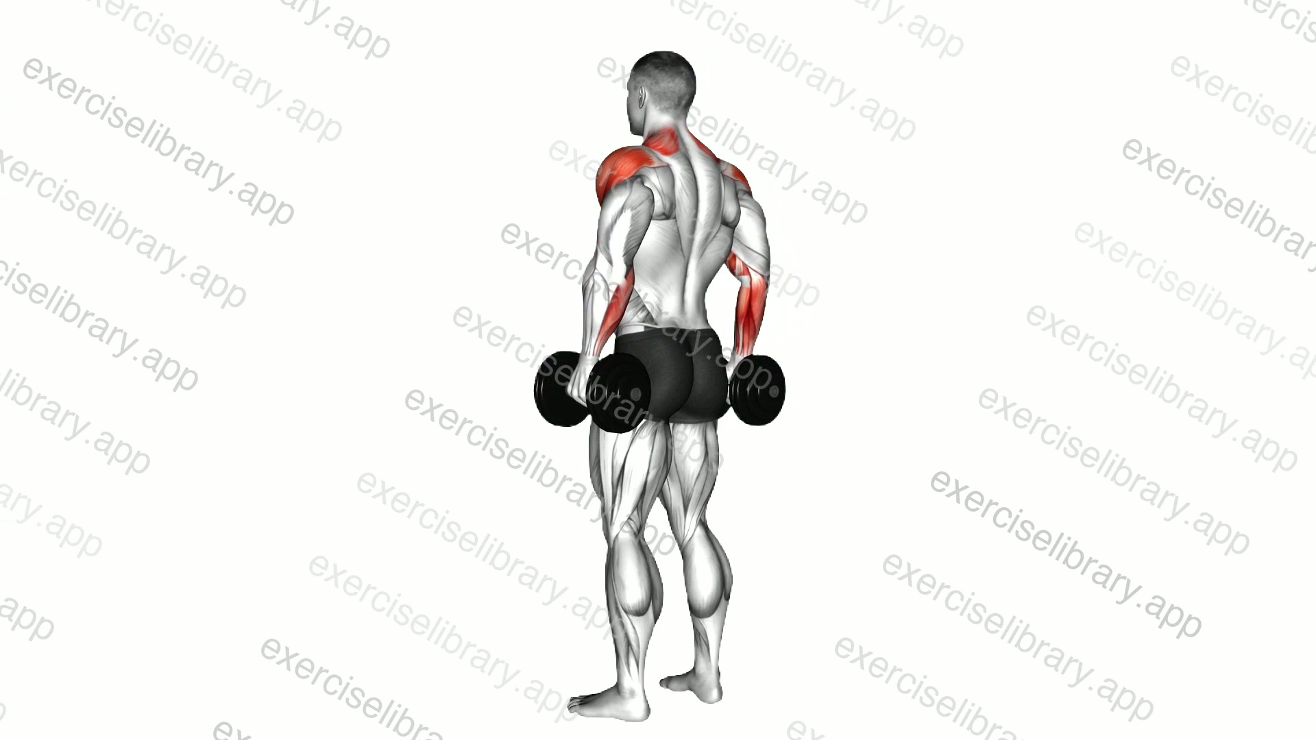 Dumbbell Rear Delt Raise demonstration