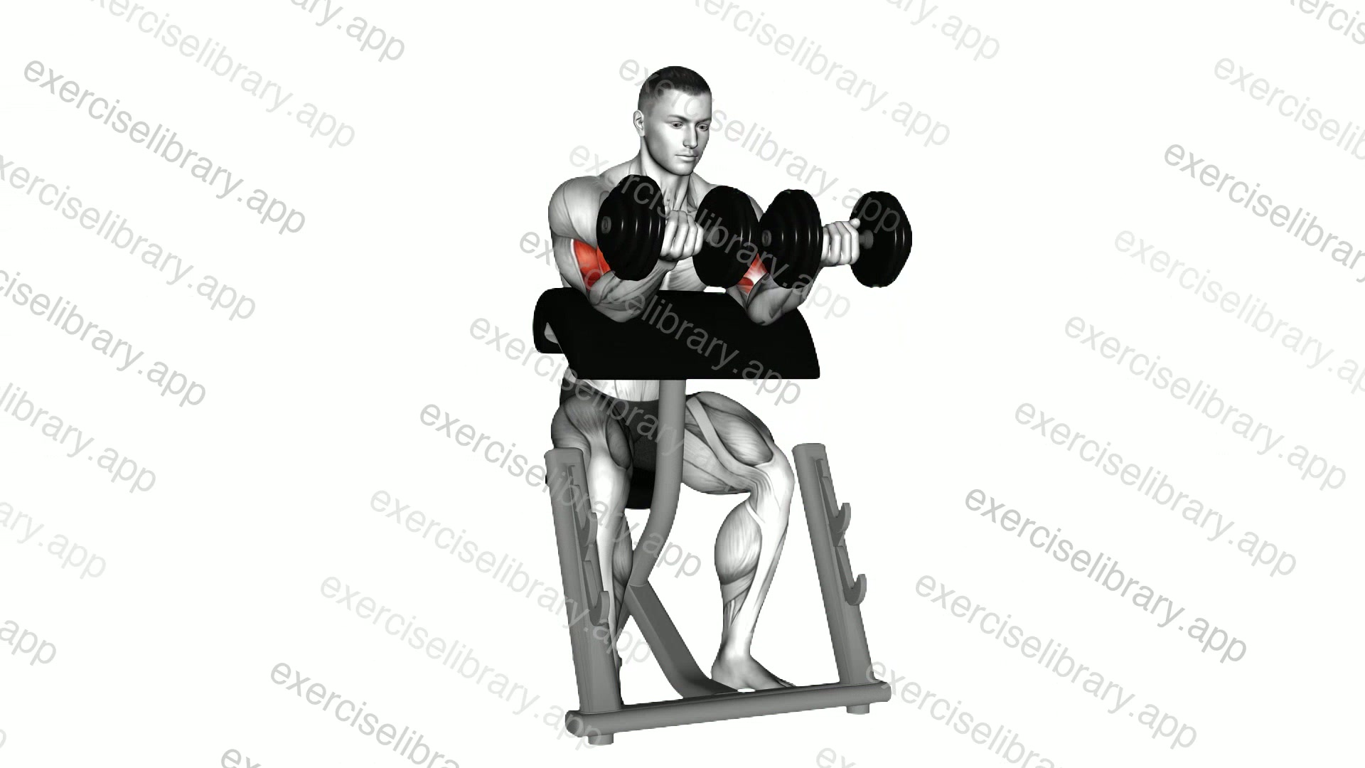 Dumbbell Zottman Preacher Curl demonstration