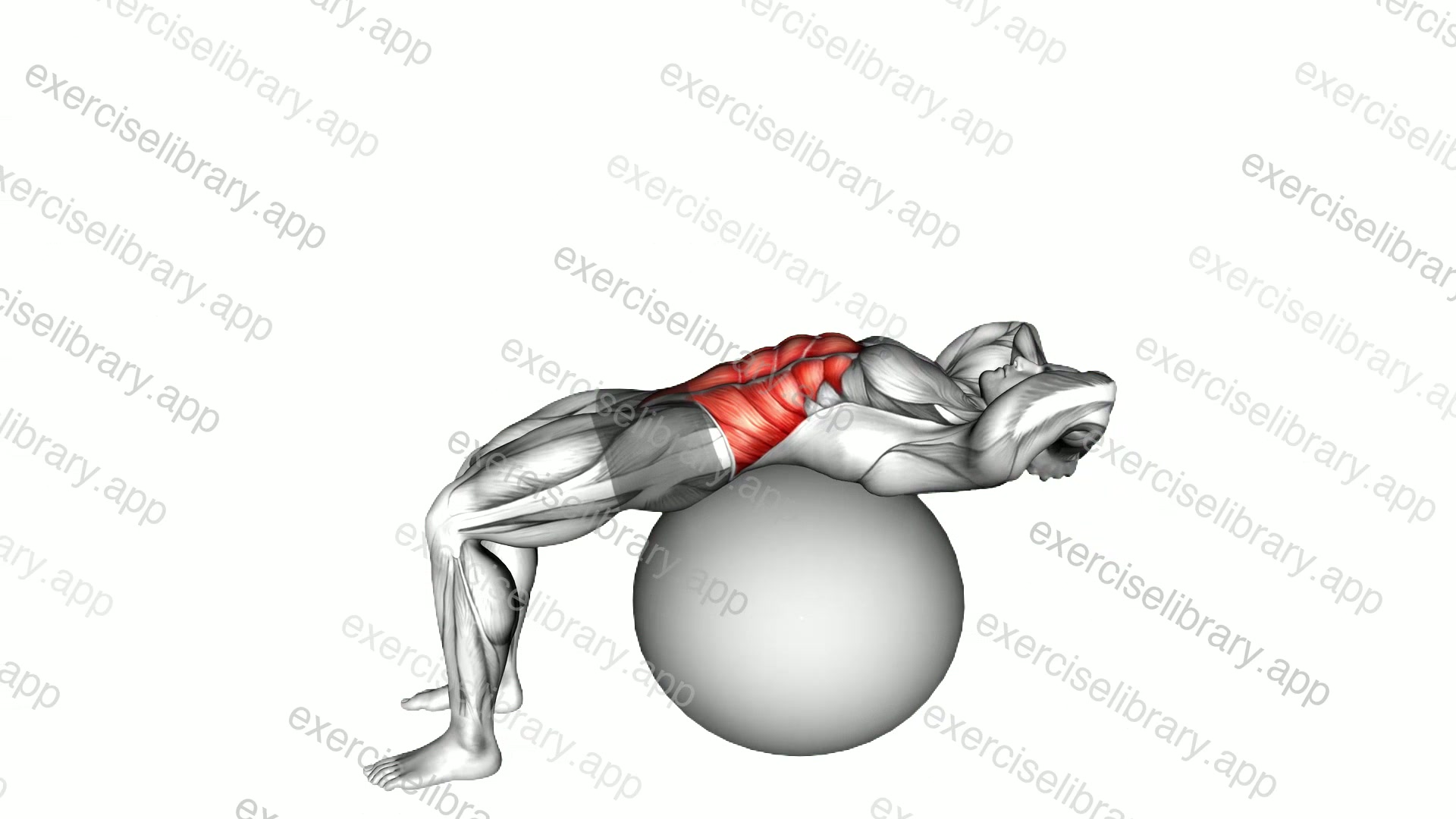 Stability Ball Crunch demonstration