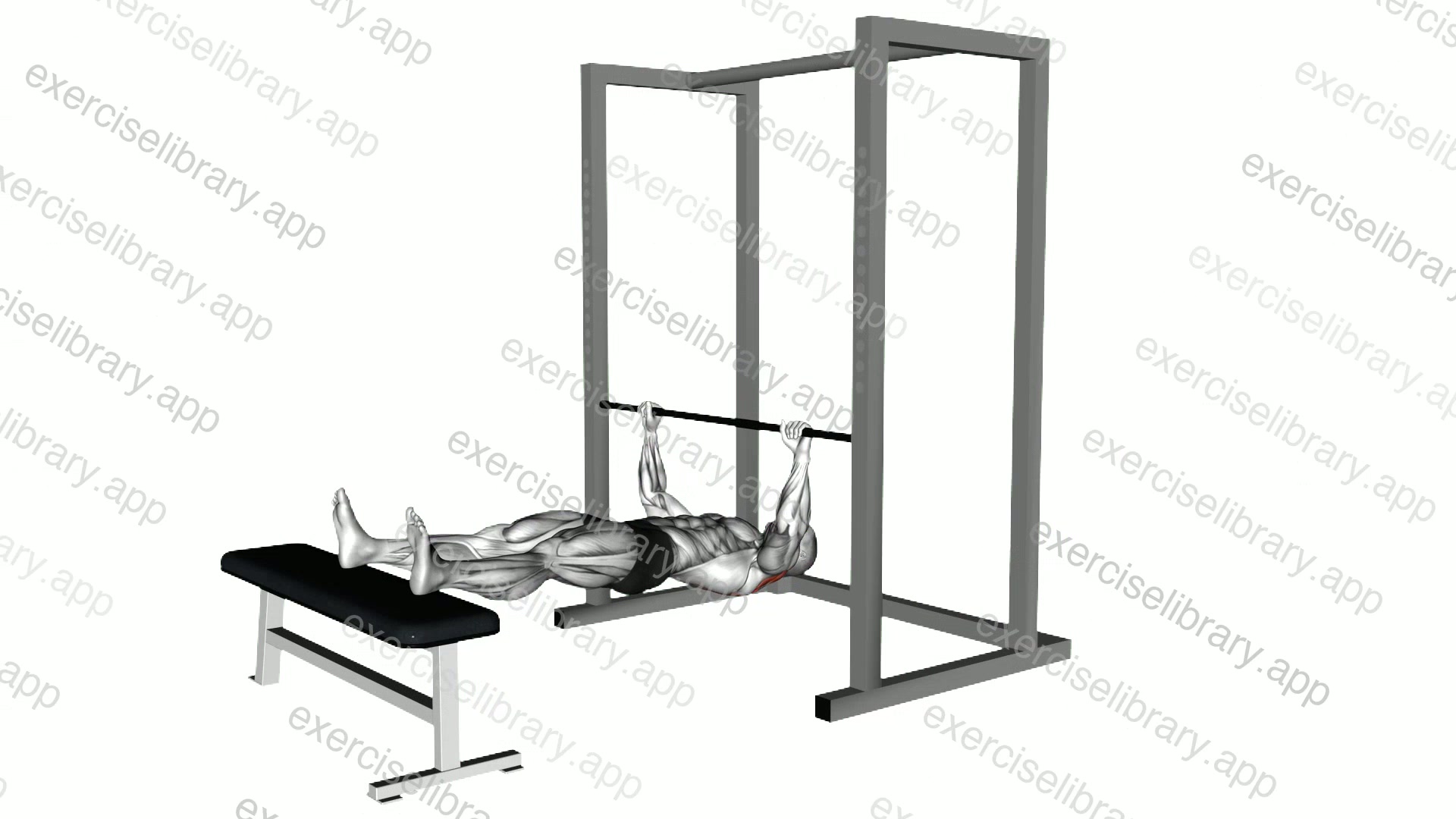 Inverted Row on Bench demonstration