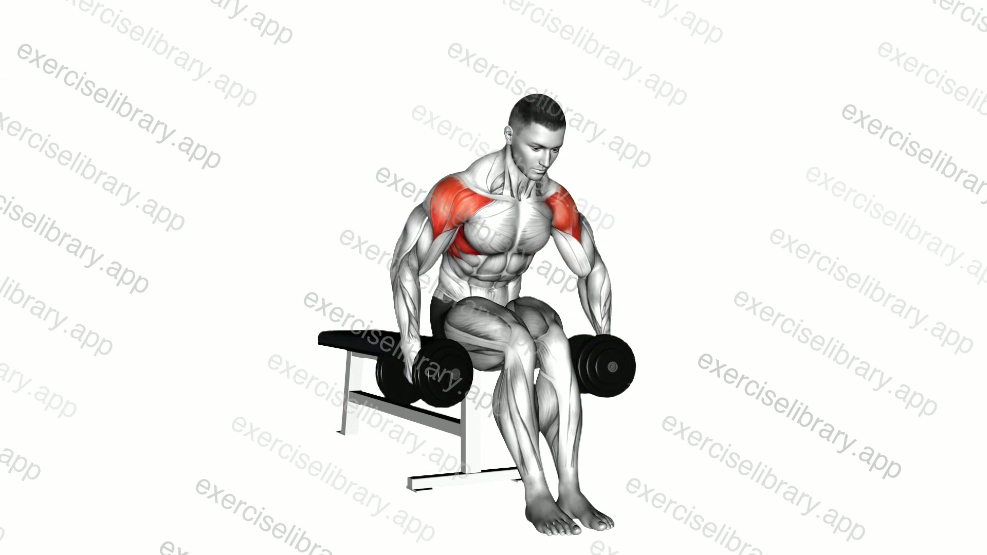 Dumbbell Seated Bent Arm Lateral raise demonstration