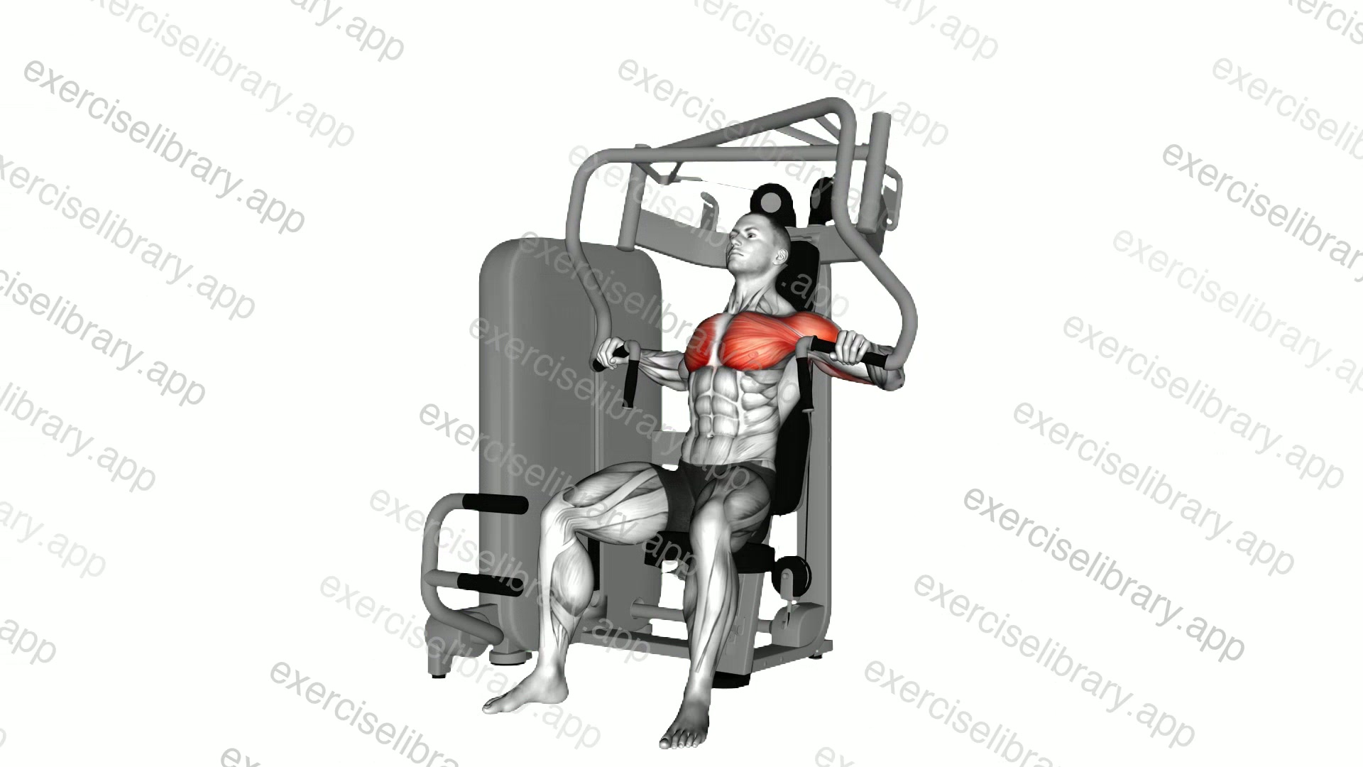Lever Chest Press demonstration