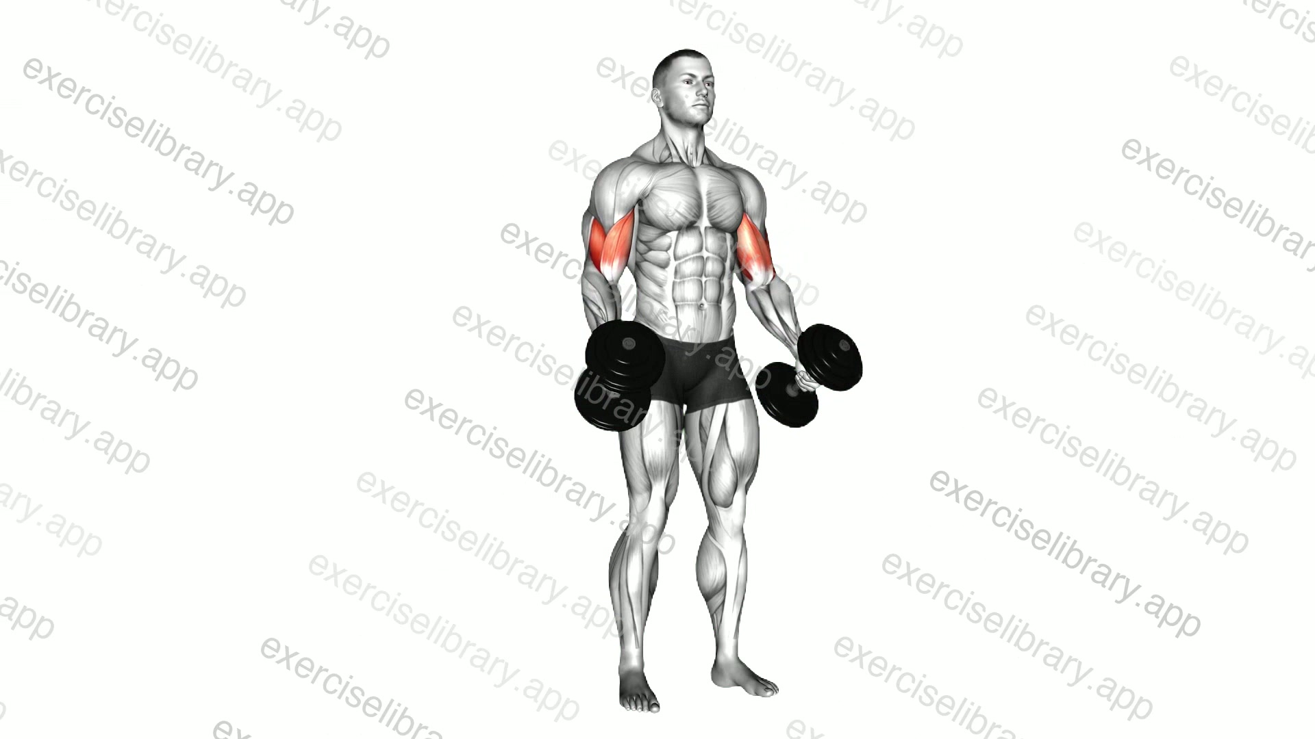 Dumbbell Standing Inner Biceps Curl demonstration
