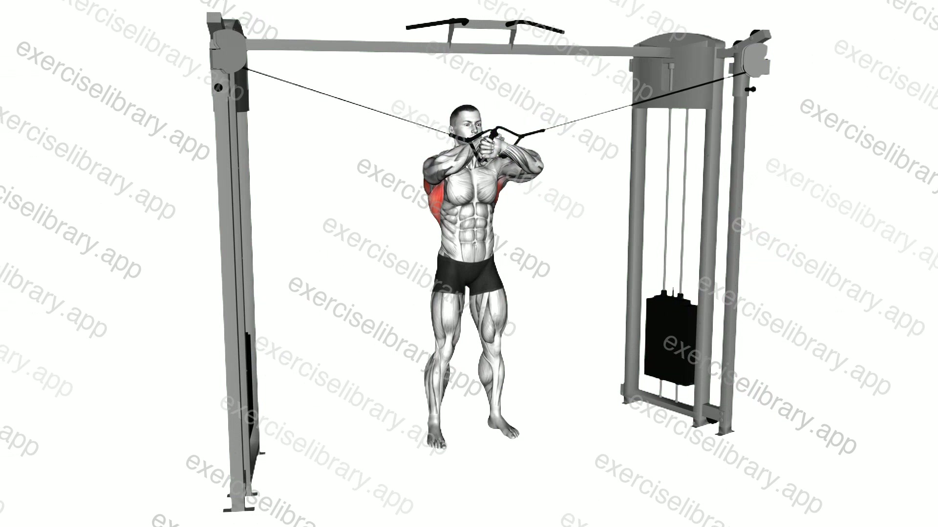 Cable Lat Pulldown Full Range Of Motion demonstration