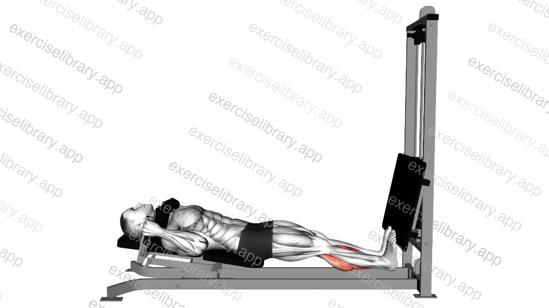 Sled Lying Calf Press demonstration
