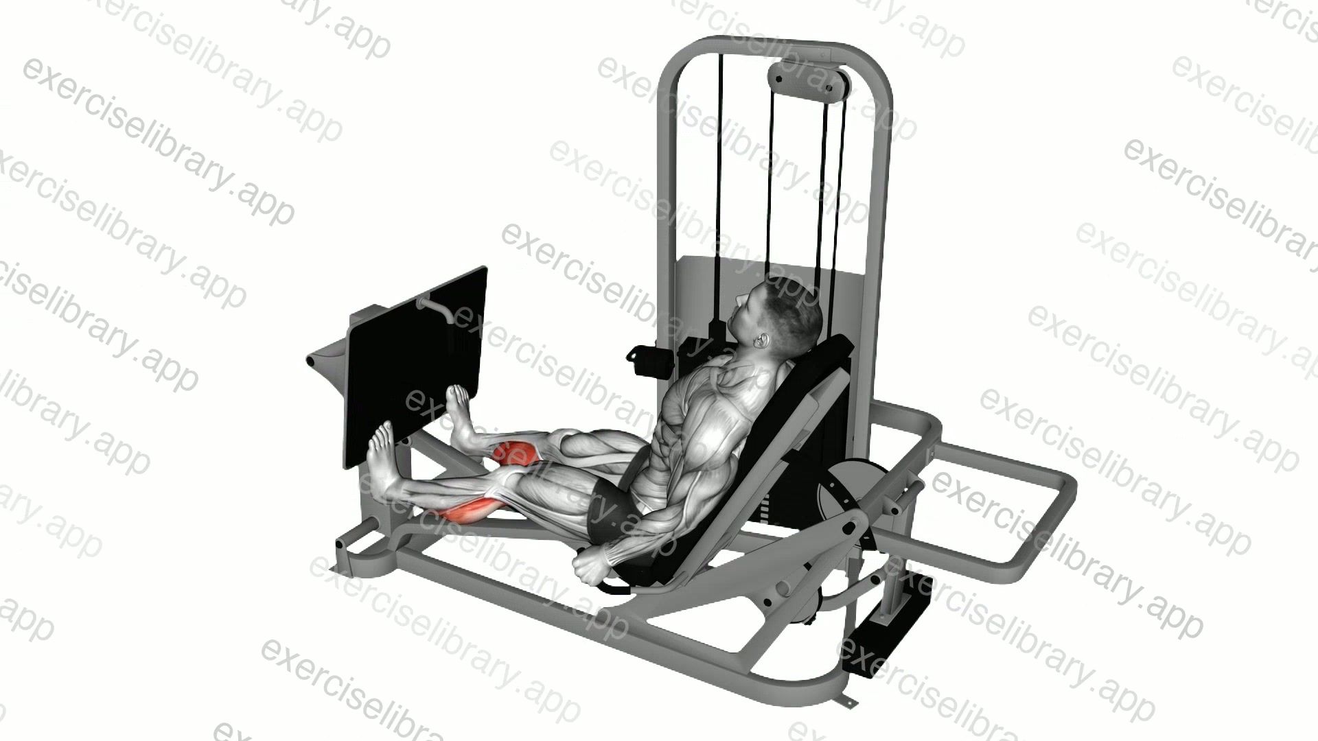 Lever Seated Calf Press demonstration