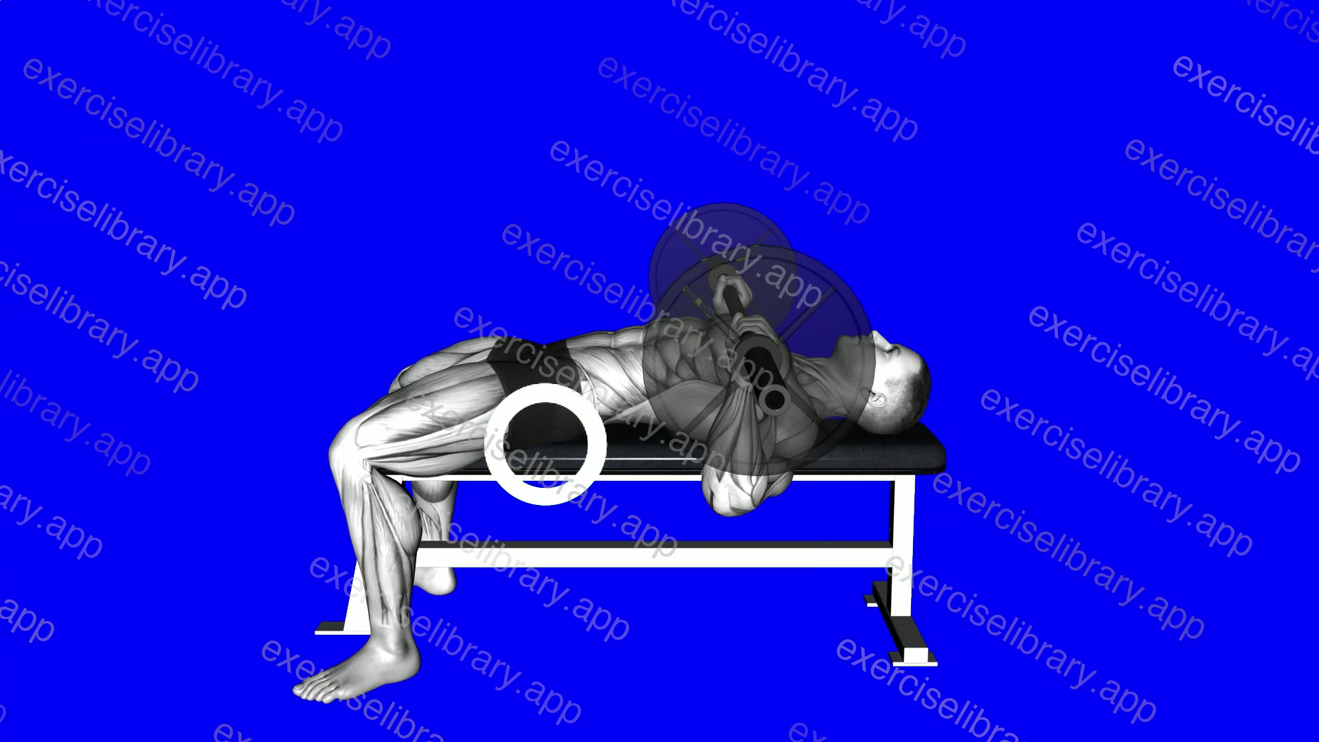 Chest Bench Press-Butt demonstration