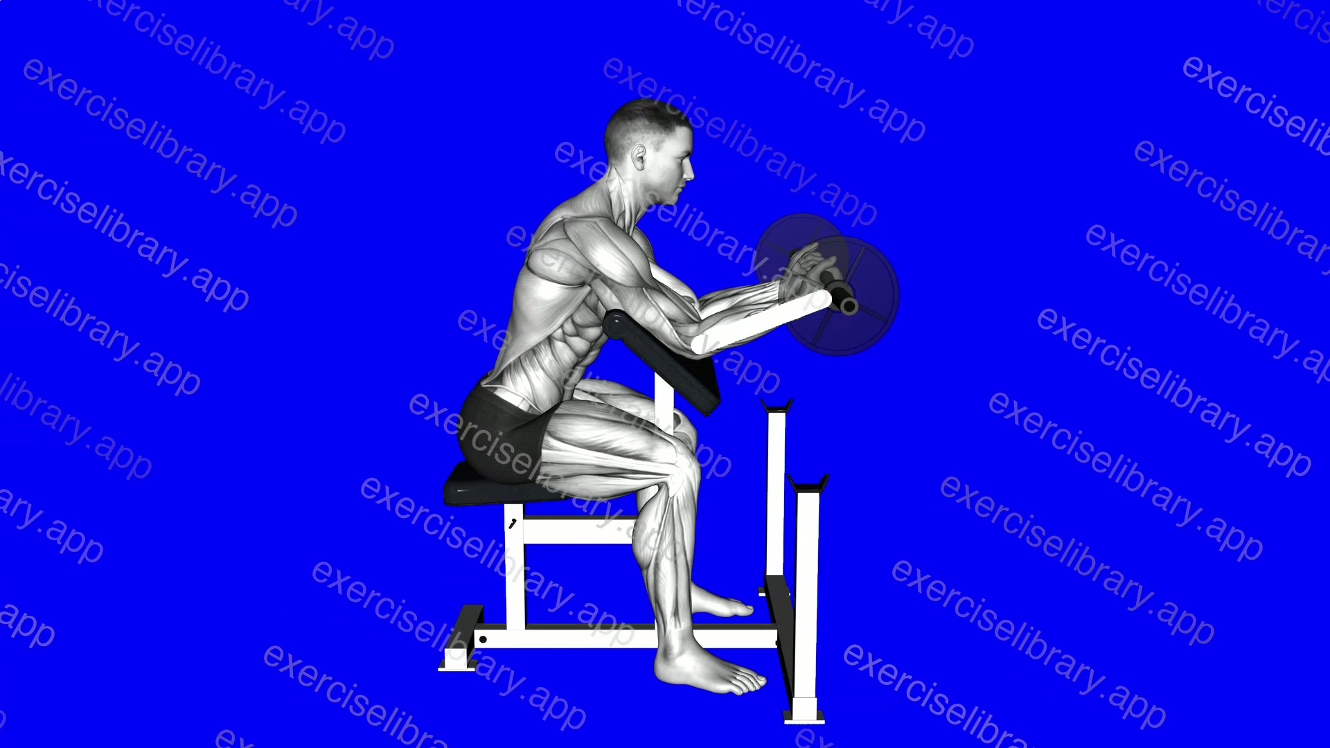 Preacher Curl - Wrists demonstration
