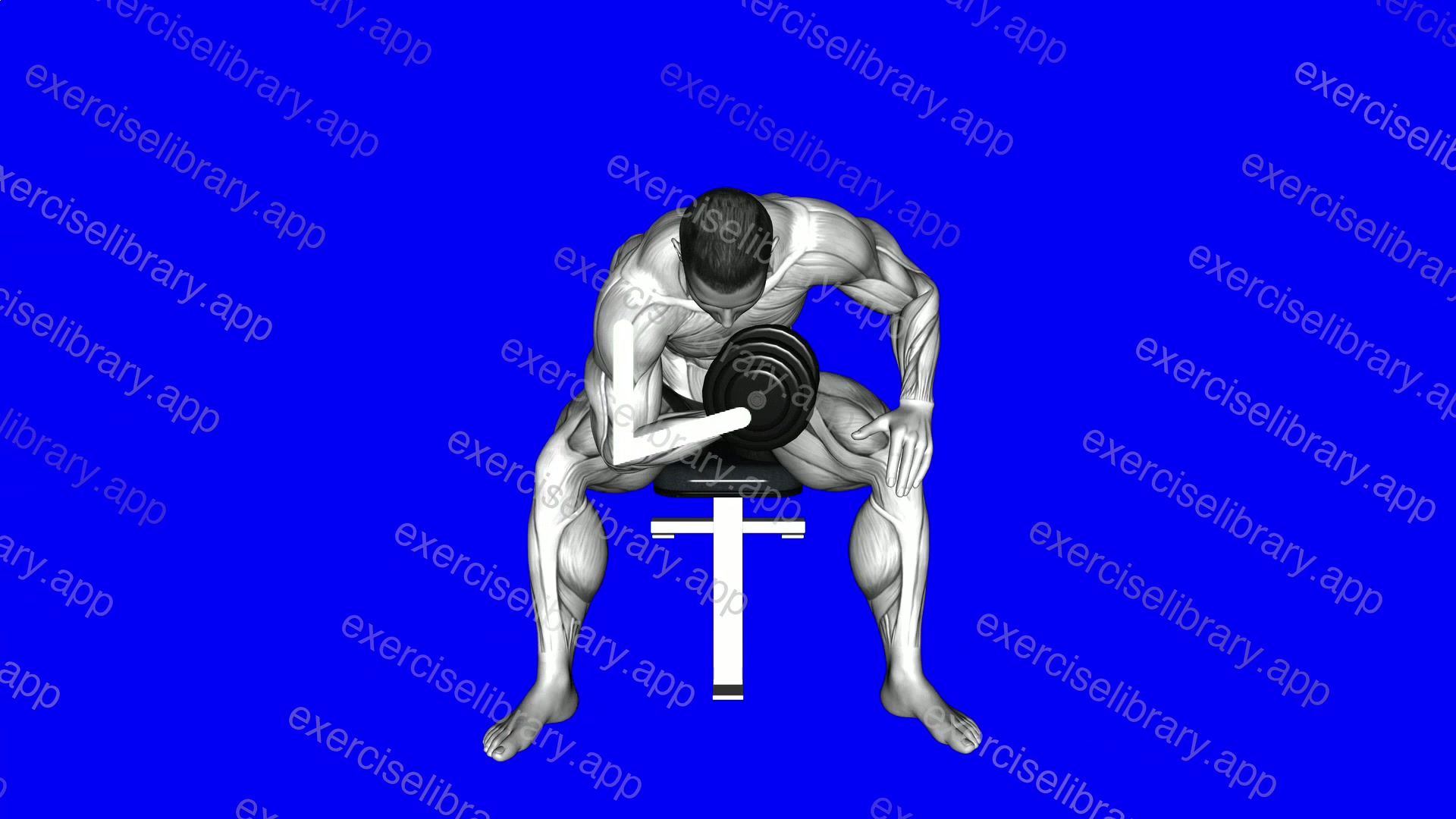 Concentration Curl - Arms demonstration