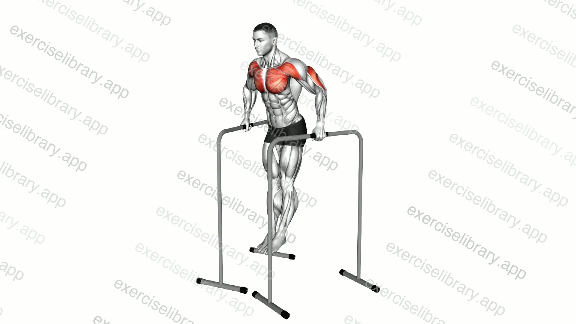 Wide Grip Chest Dip on High Parallel Bars demonstration