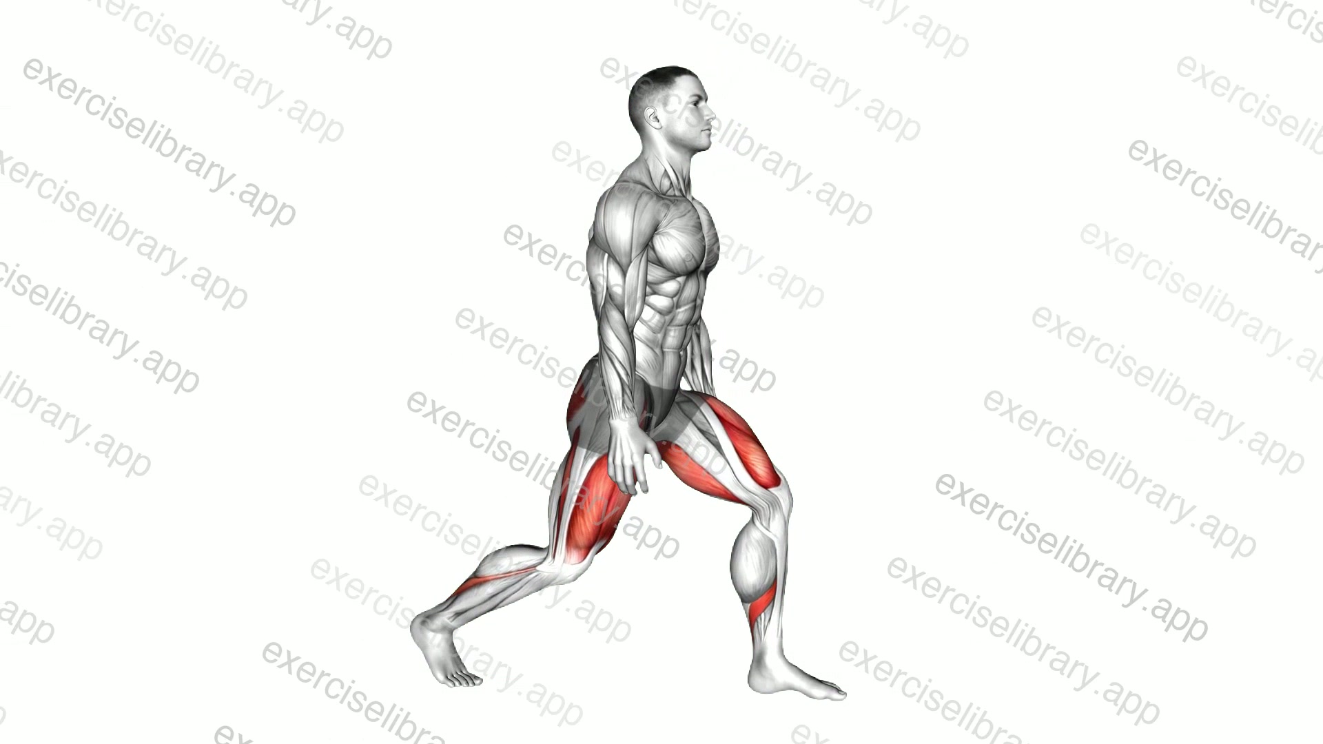 Split Squats demonstration