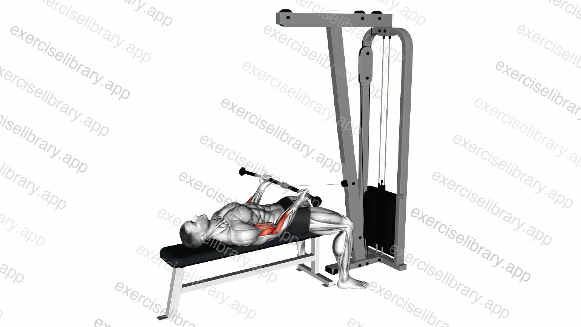Cable Lying Biceps Curl demonstration