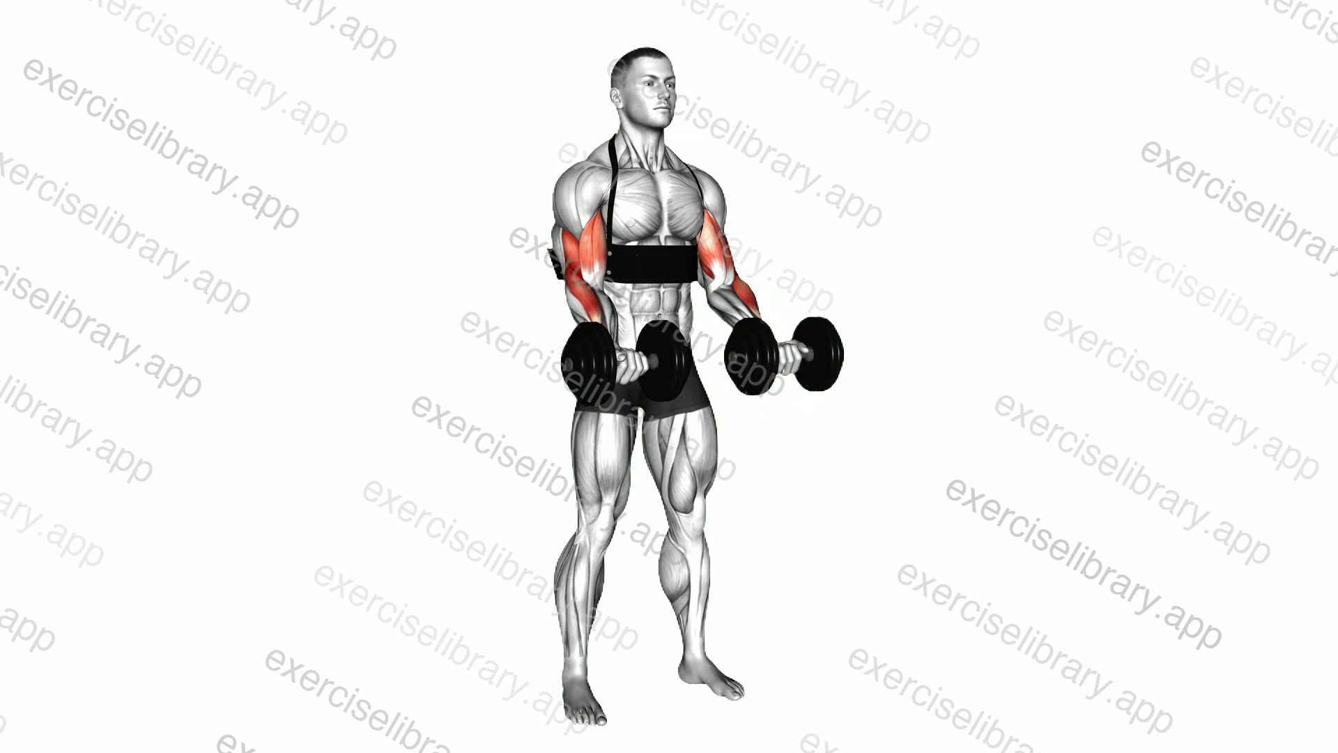 Dumbbell Biceps Curl demonstration