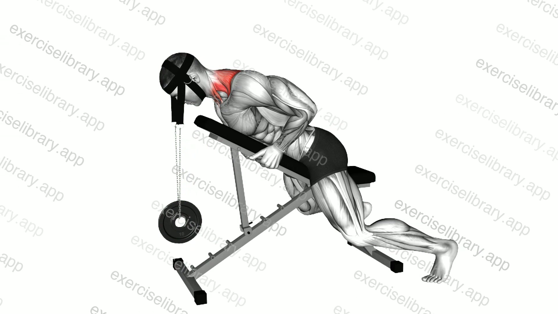 Weighted Lying Neck Extension demonstration