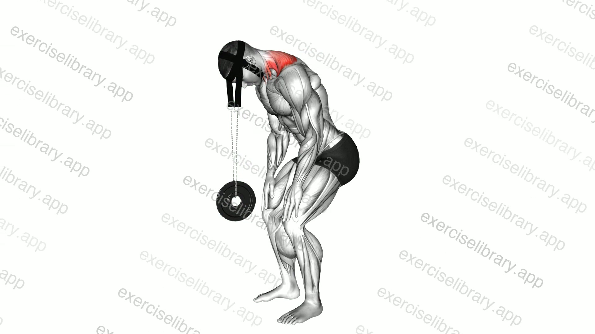 Weighted Standing Neck Extension demonstration