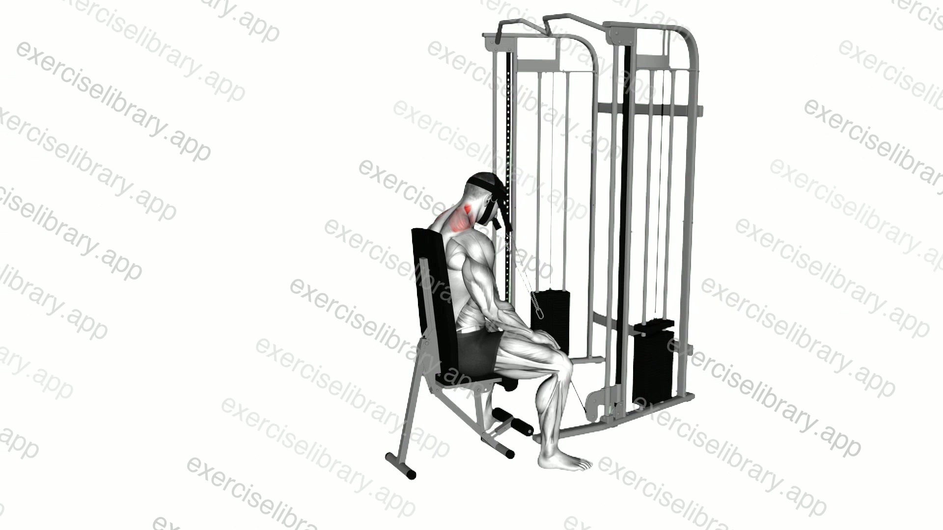 Cable Seated Neck Extension demonstration