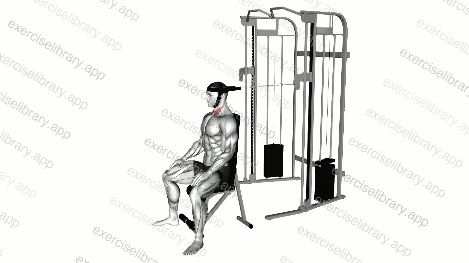 Cable Seated Neck Flexion demonstration