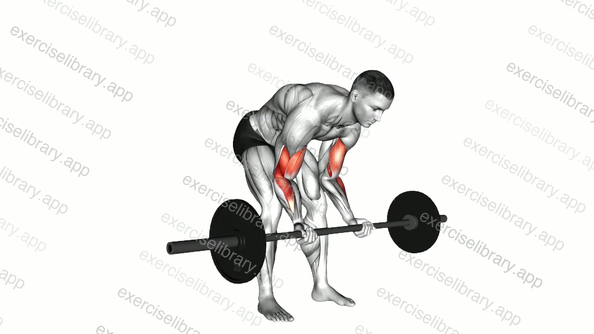 Barbell Standing Concentration Curl demonstration