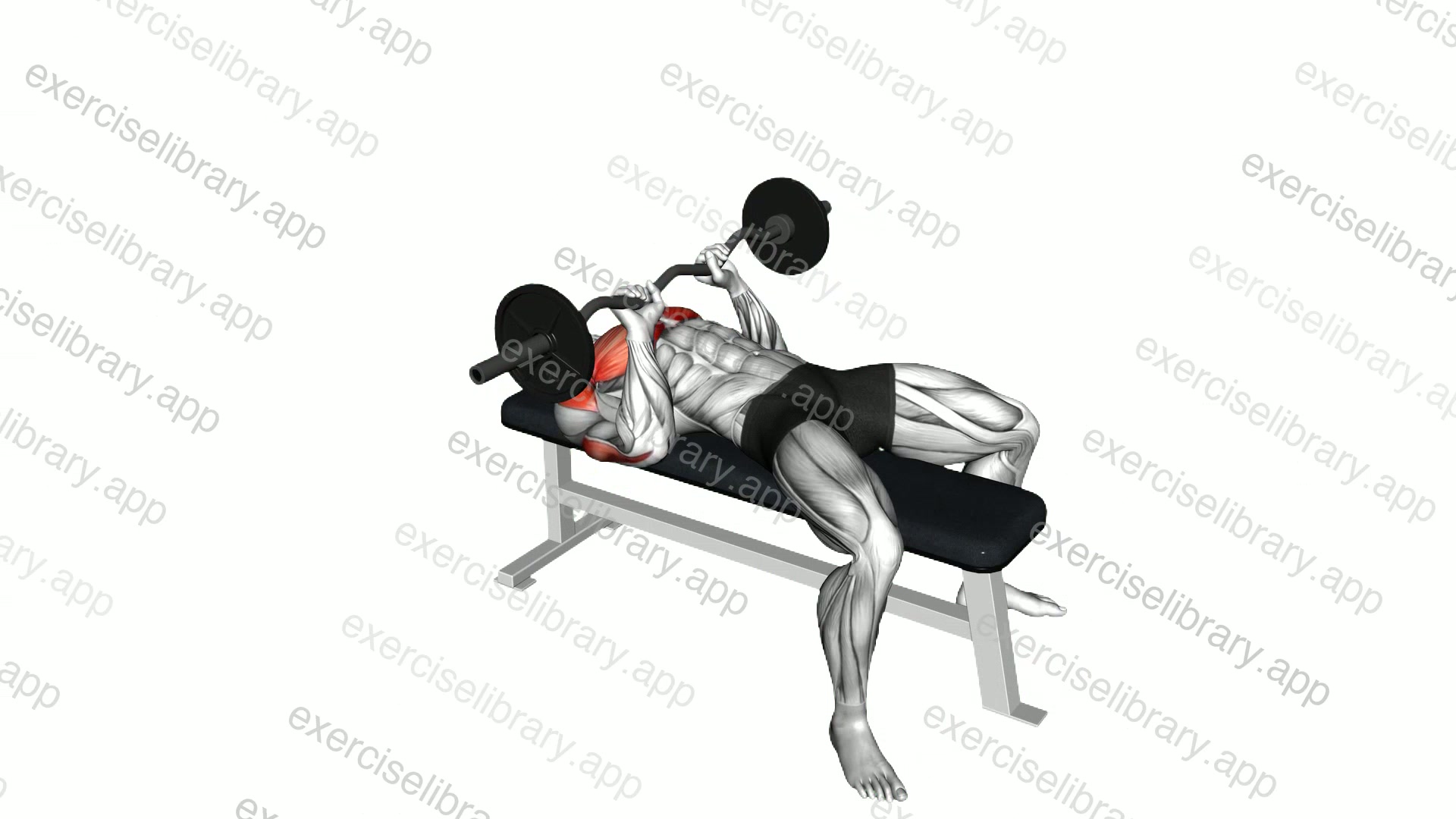 EZ barbell Close Grip Bench Press demonstration