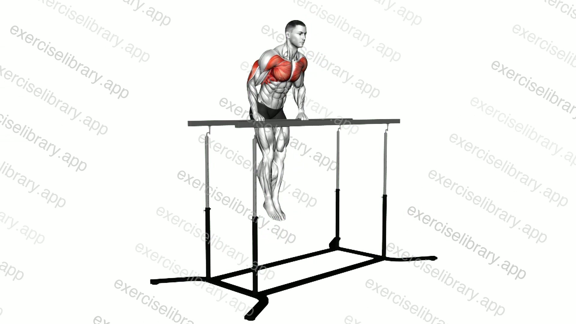 Chest Dip on Straight Bar demonstration