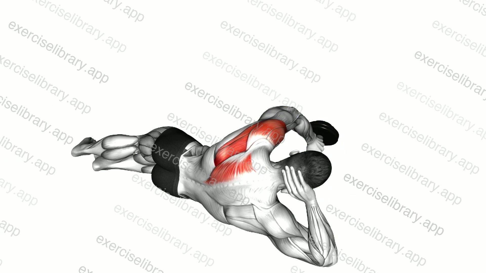 Dumbbell Lying on Floor Rear Delt Raise demonstration