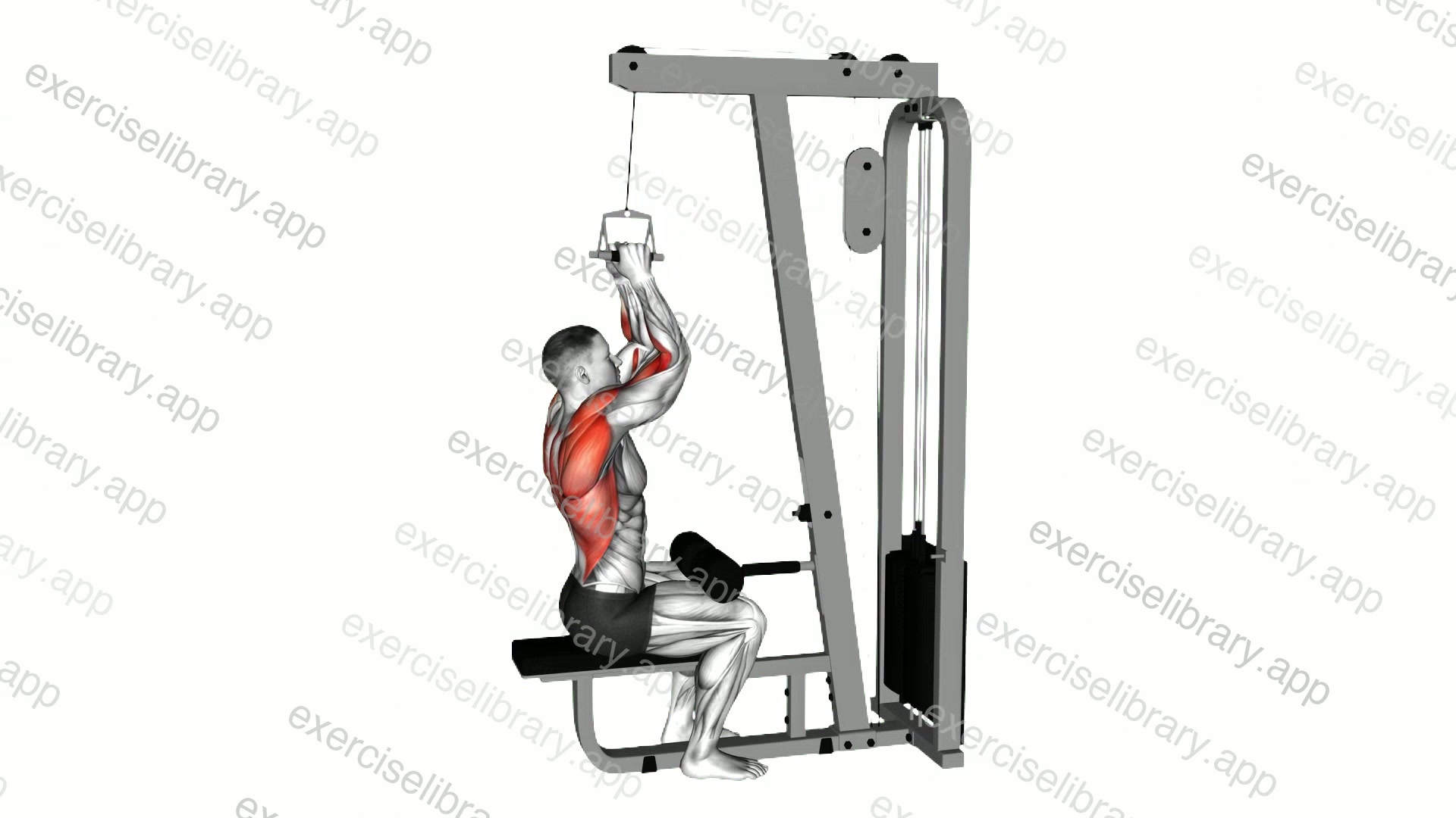 Cable Lateral Pulldown with V-bar demonstration