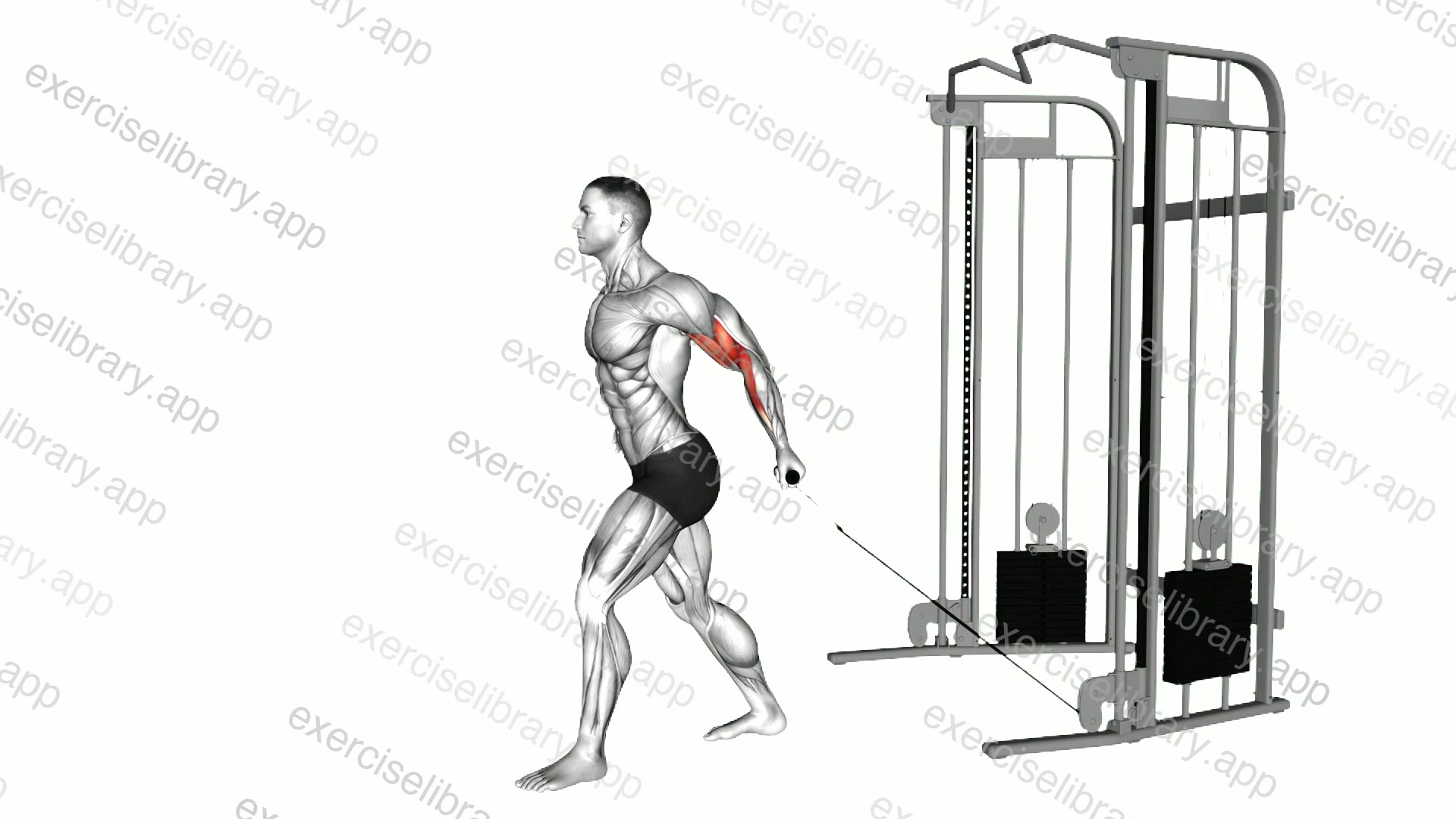 Cable One Arm Biceps Curl demonstration