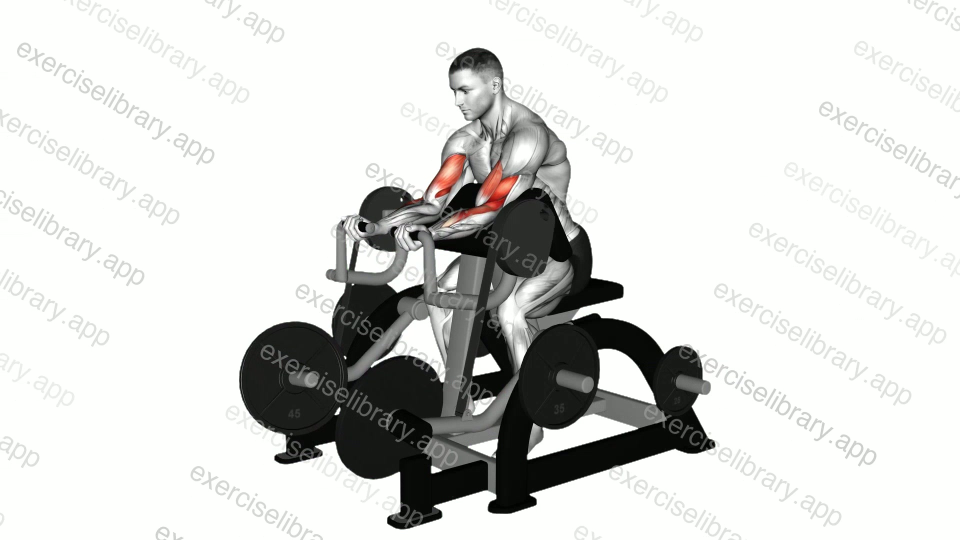 Lever Preacher Curl demonstration