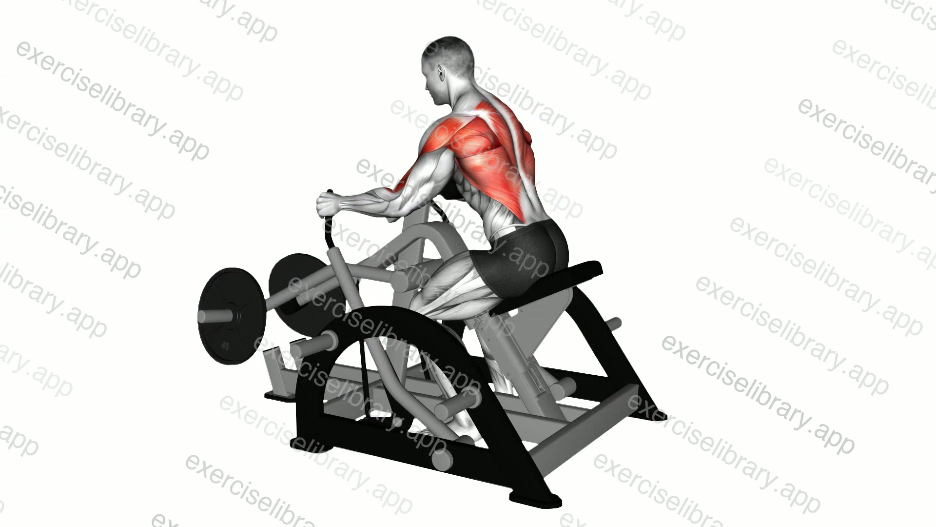 Lever Seated Row demonstration