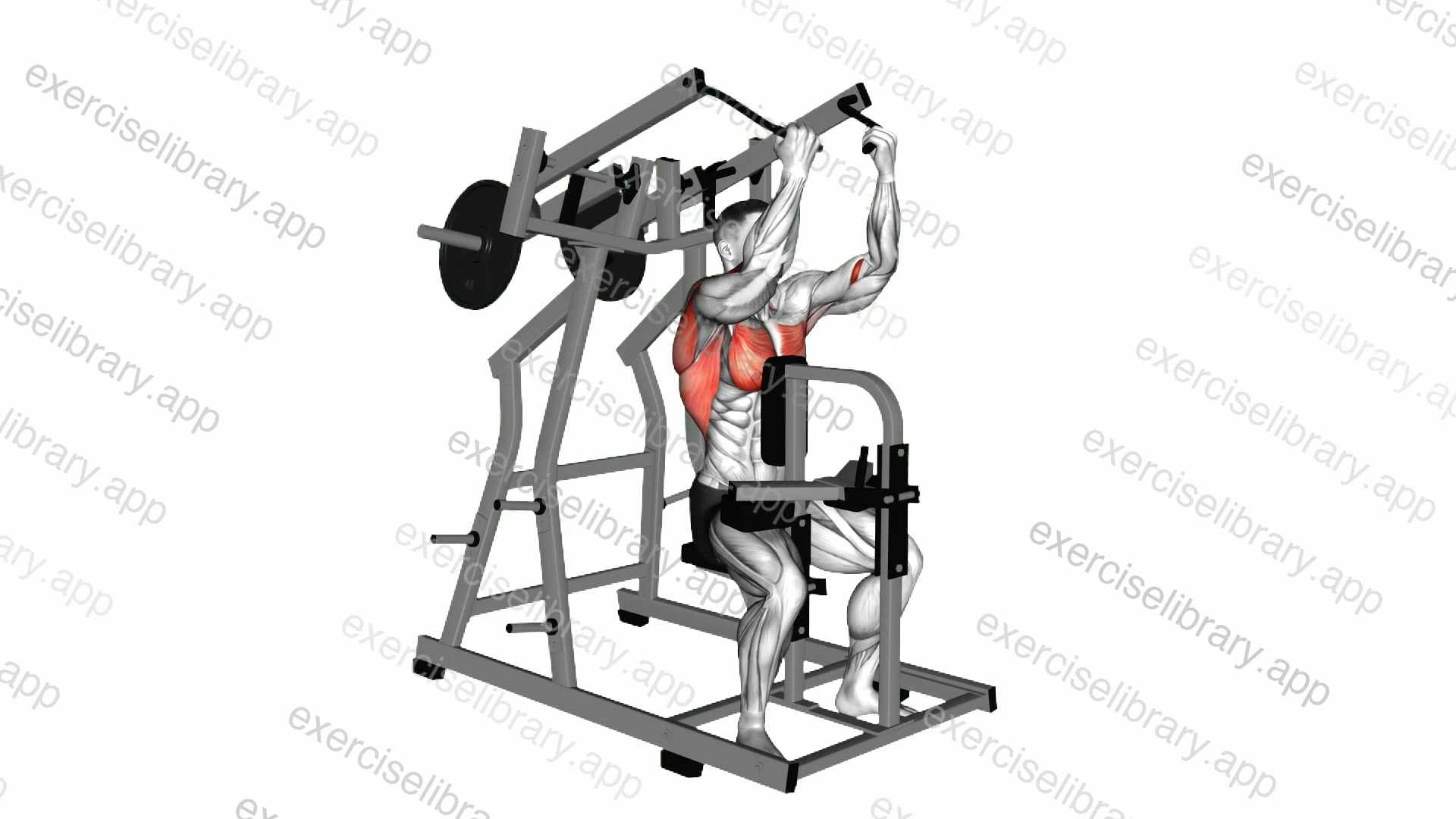 Lever Reverse grip Lateral Pulldown demonstration