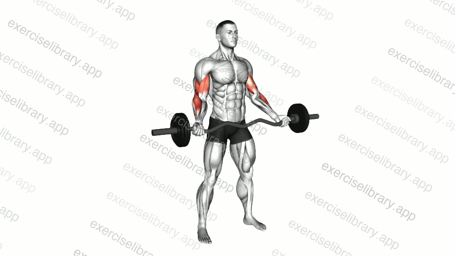 EZ Barbell Standing Wide Grip Biceps Curl demonstration