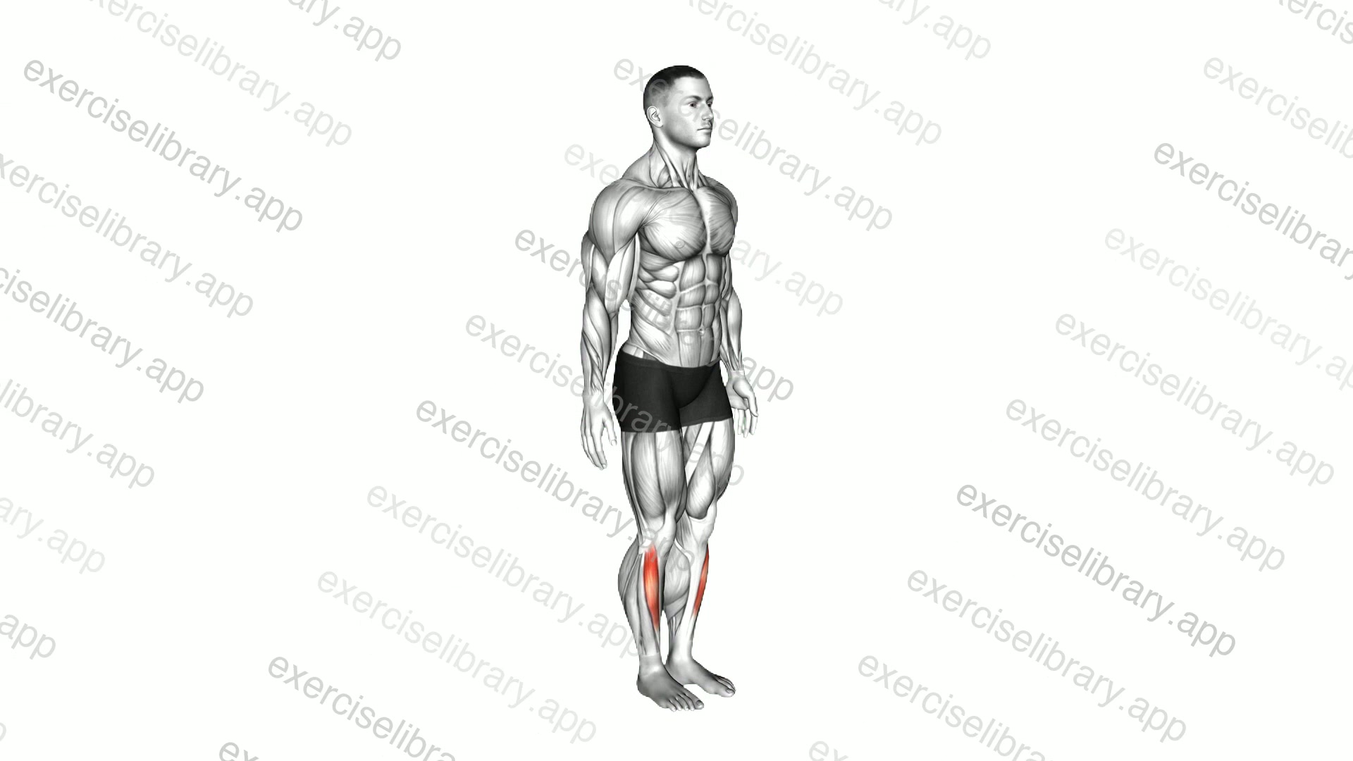 Ankle - Dorsal Flexion demonstration