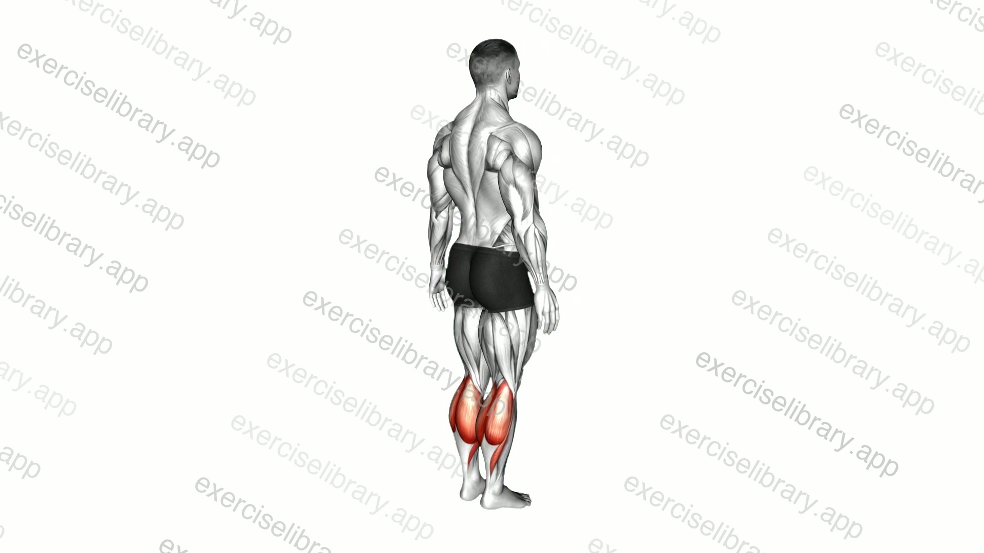 Ankle - Plantar Flexion demonstration