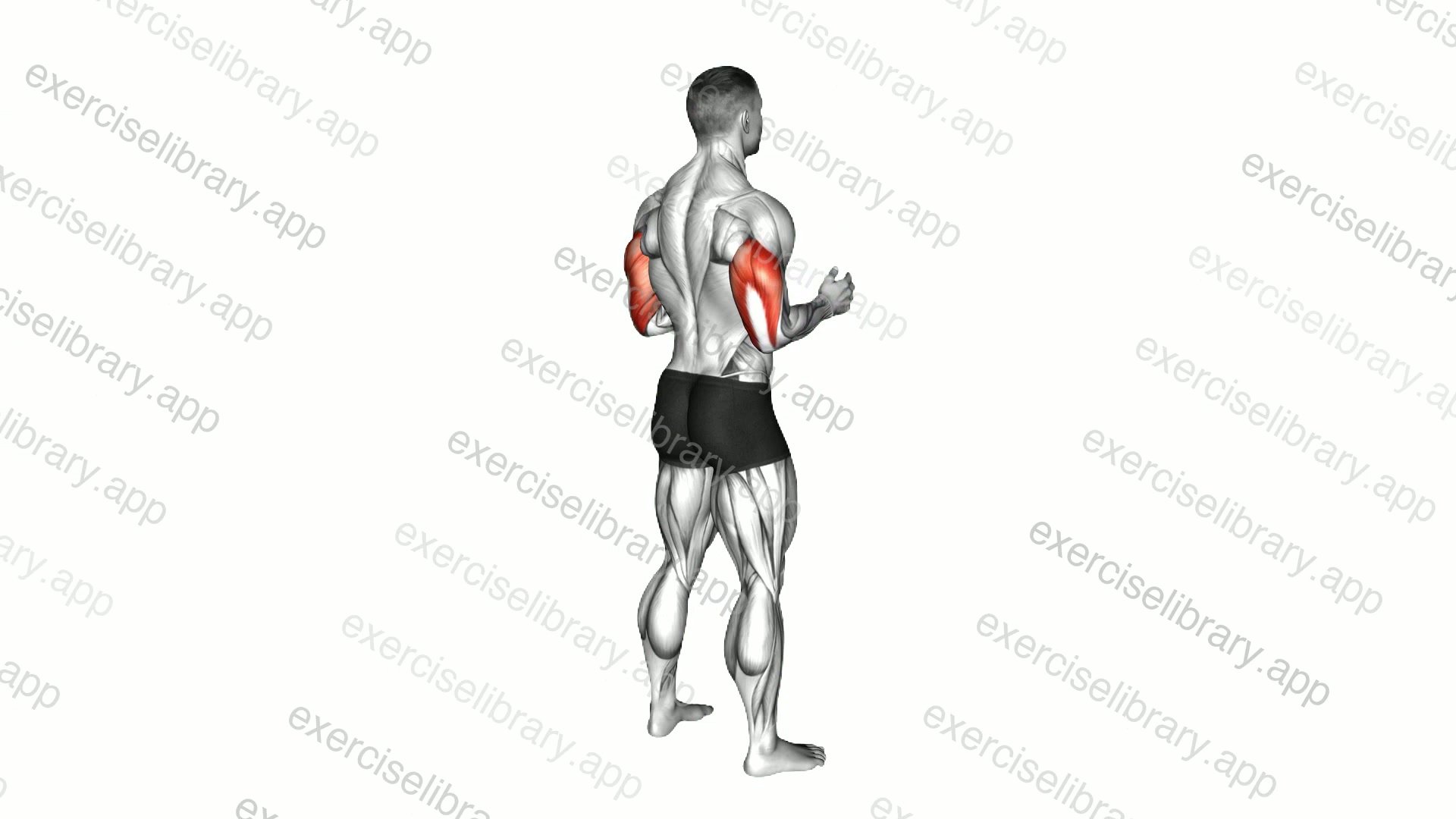Elbow - Extension demonstration