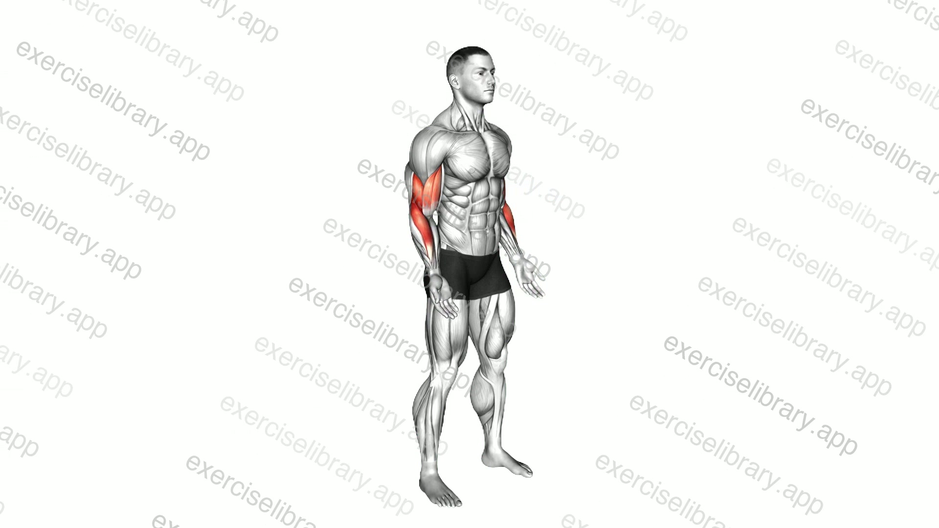Elbow - Flexion demonstration