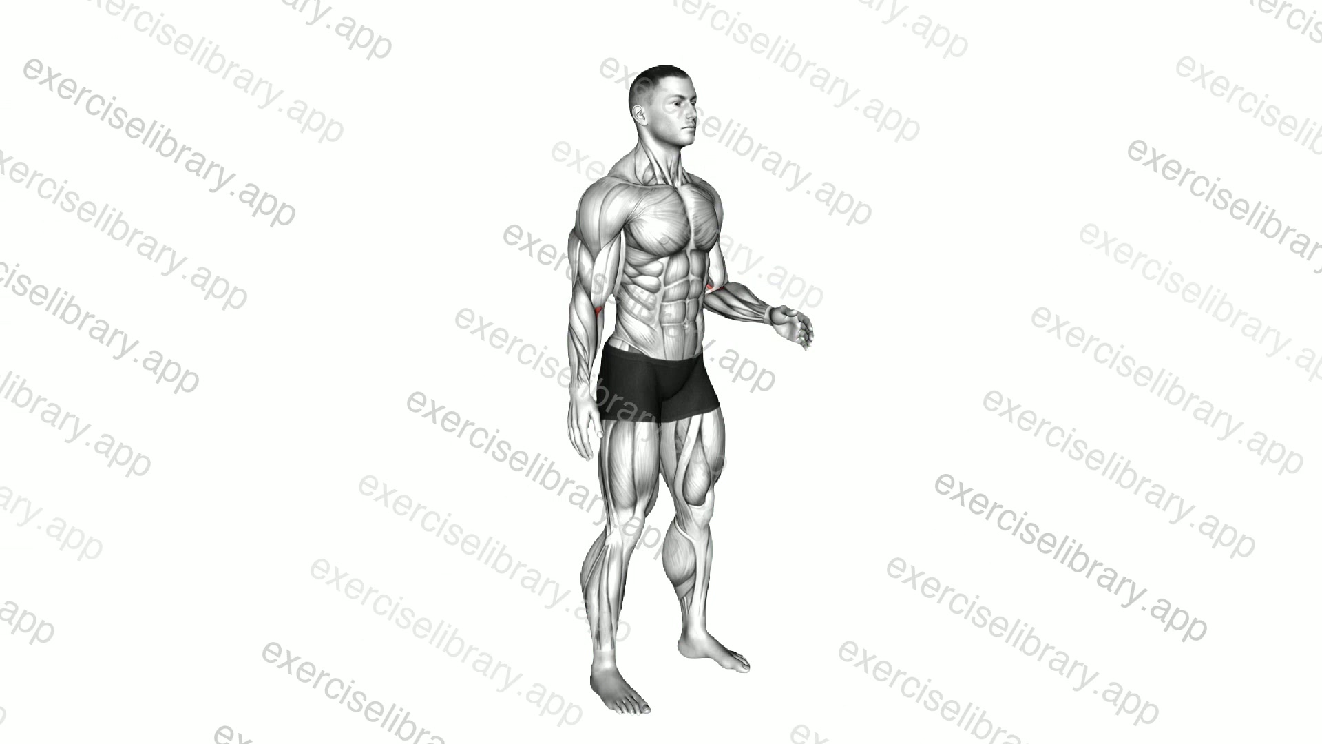 Forearm - Pronation demonstration