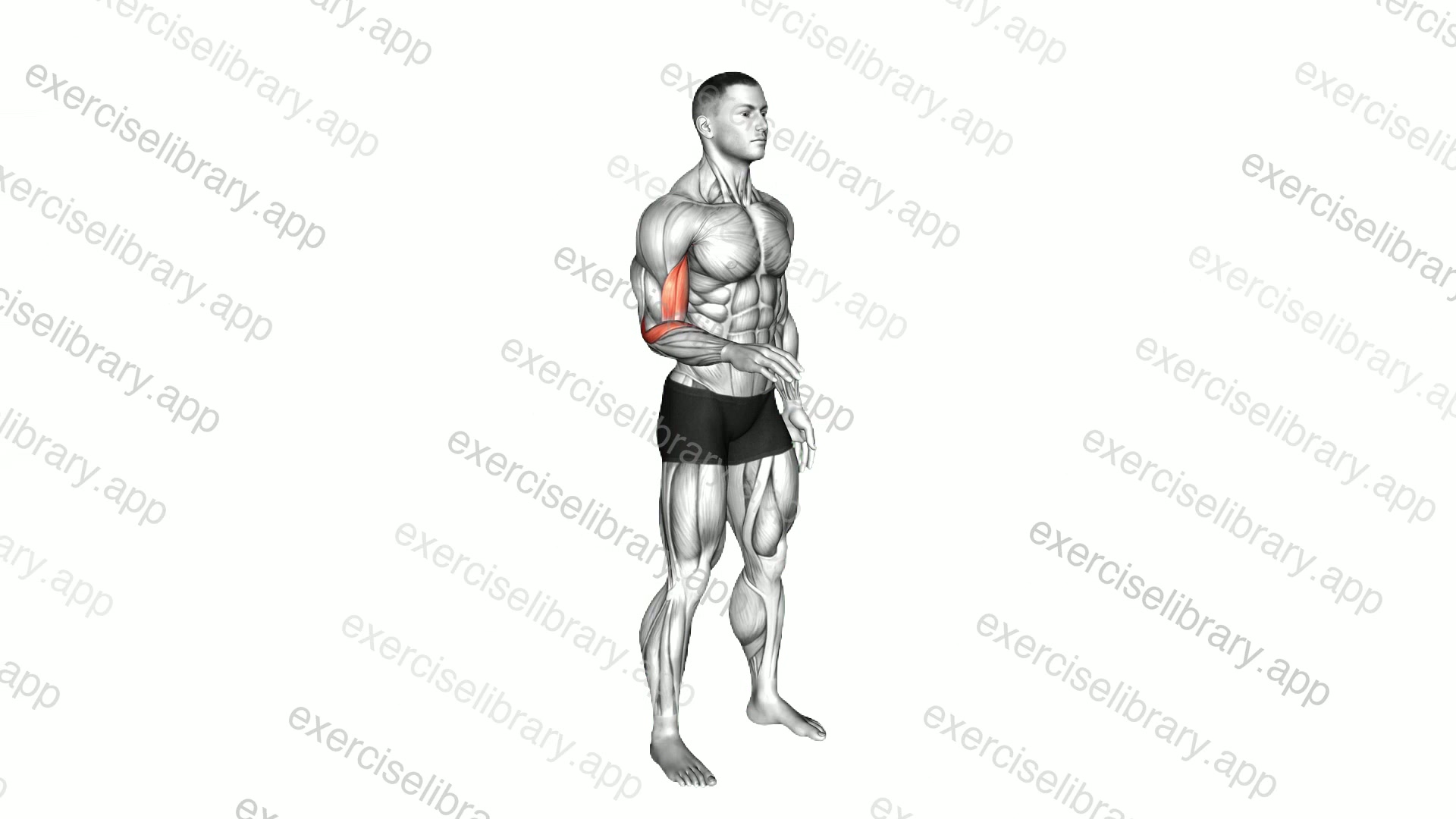 Forearm - Supination demonstration