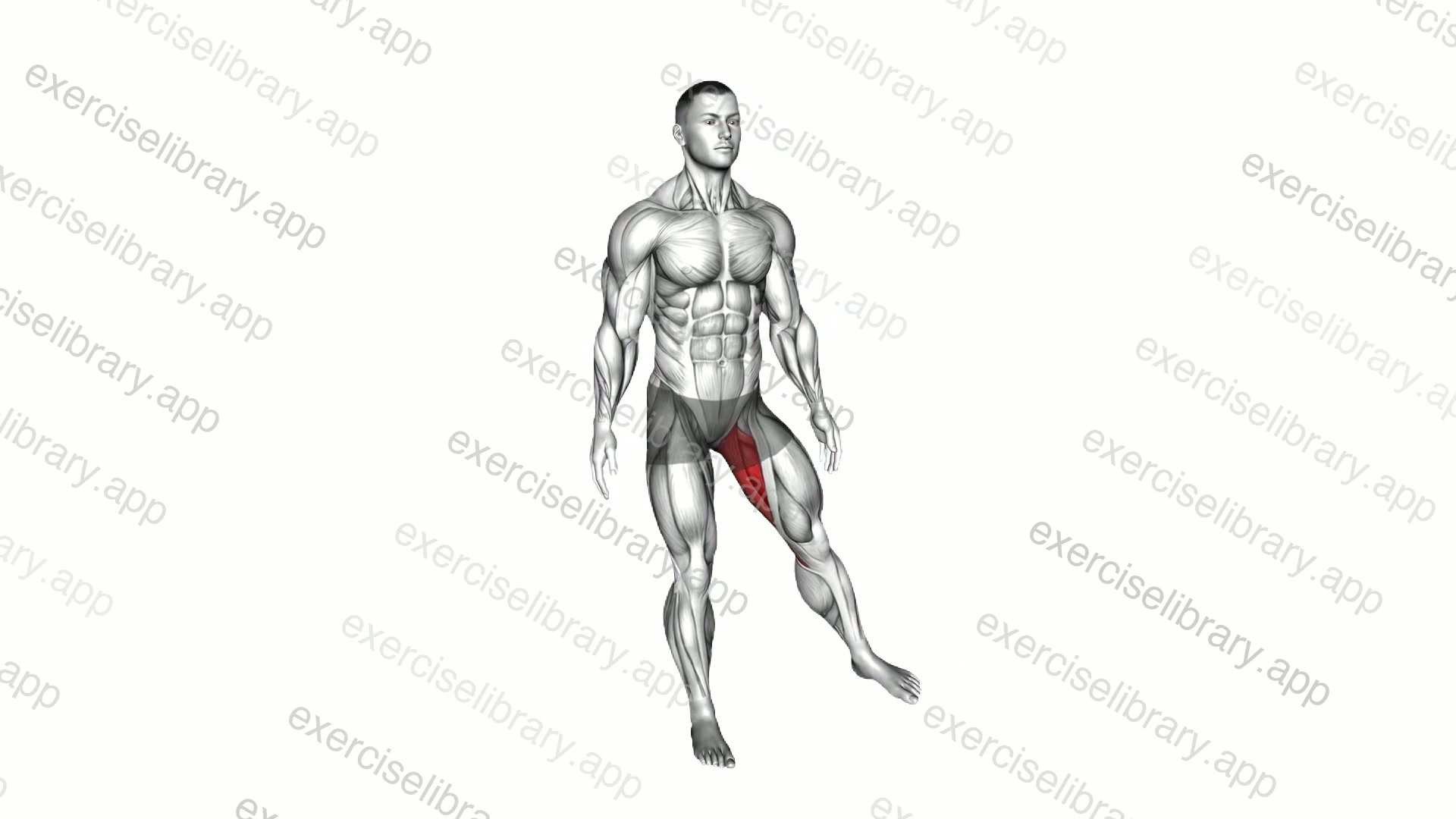 Hip - Adduction demonstration