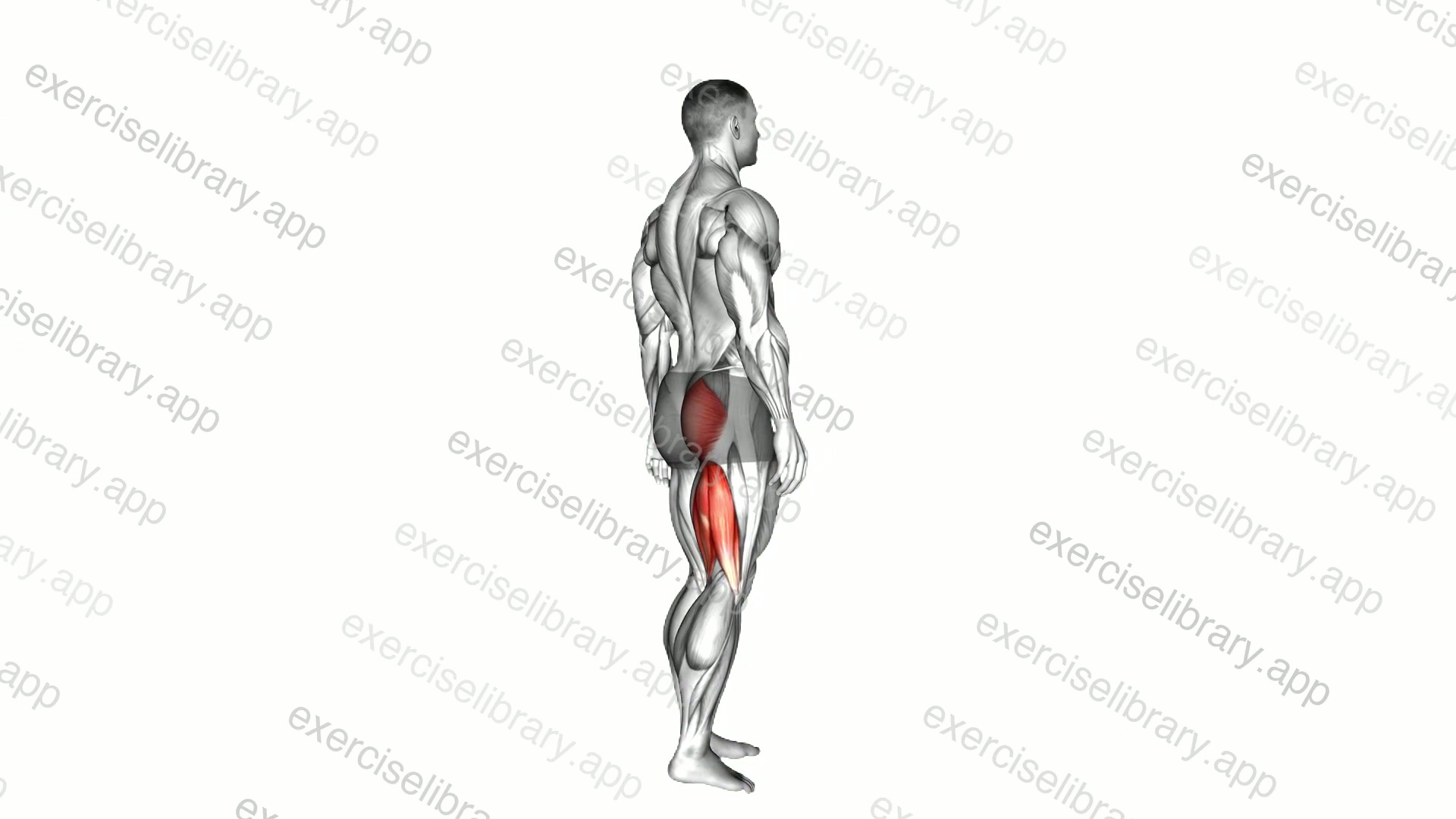Hip - Extension demonstration