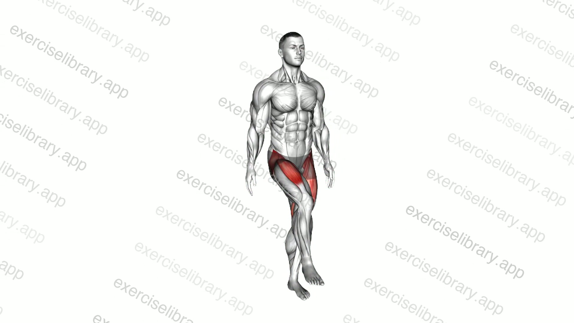 Hip - Flexion demonstration