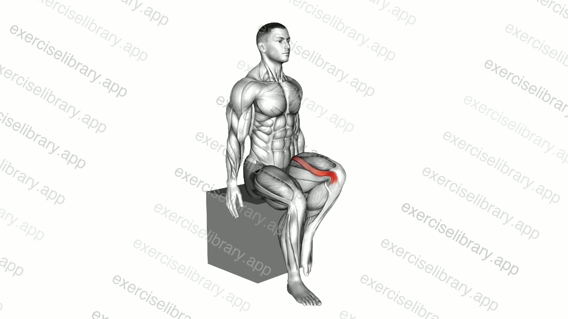 Hip - Lateral Rotation demonstration