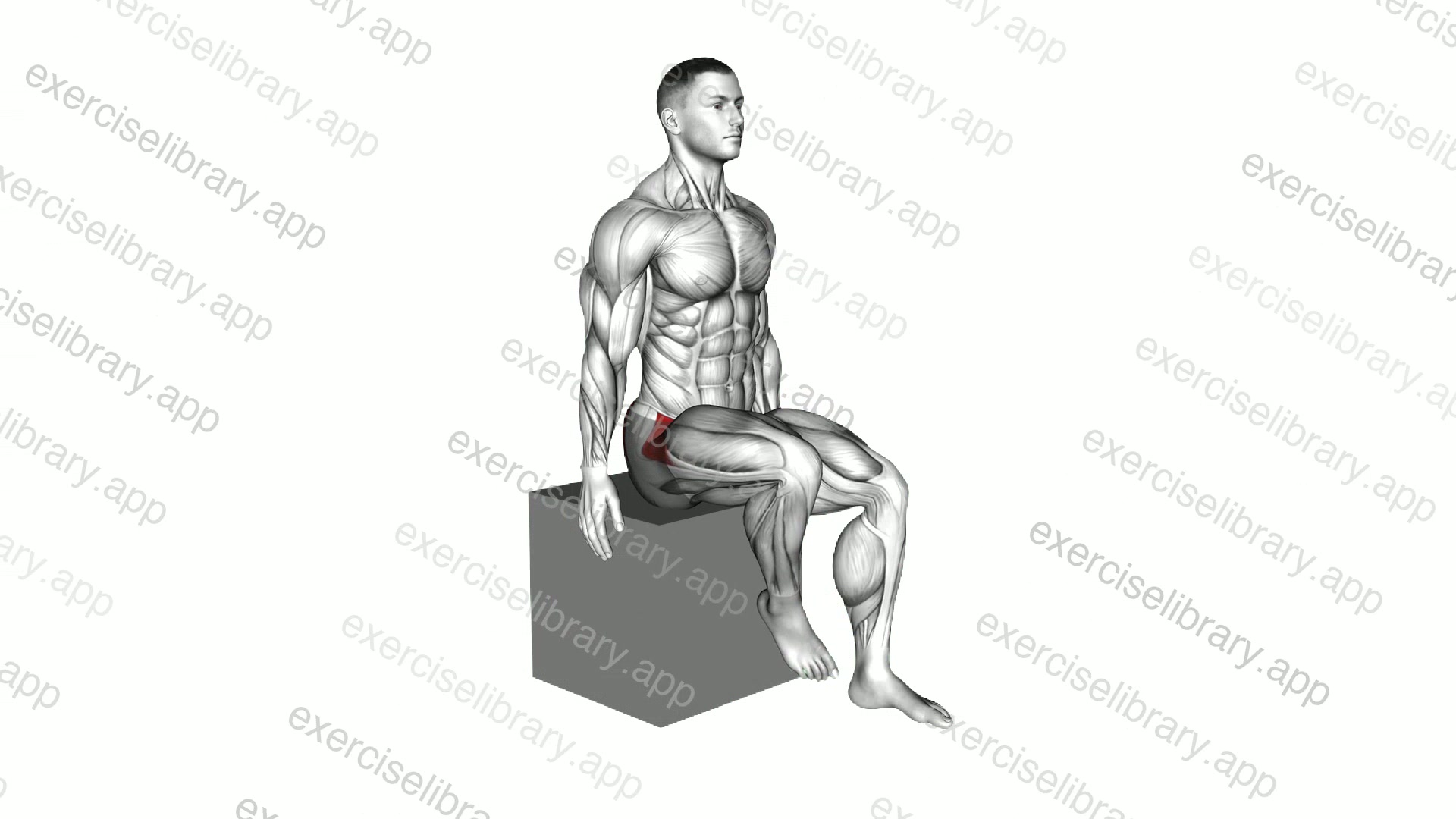 Hip - Medial Rotation demonstration