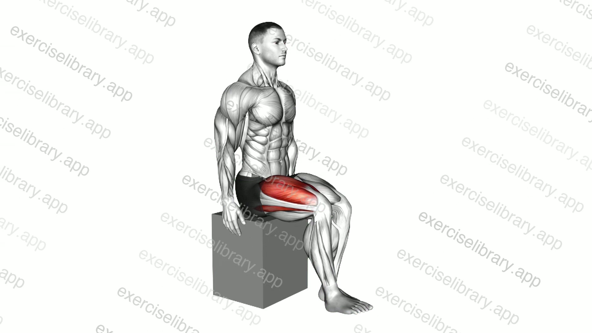 Knee - Extension demonstration