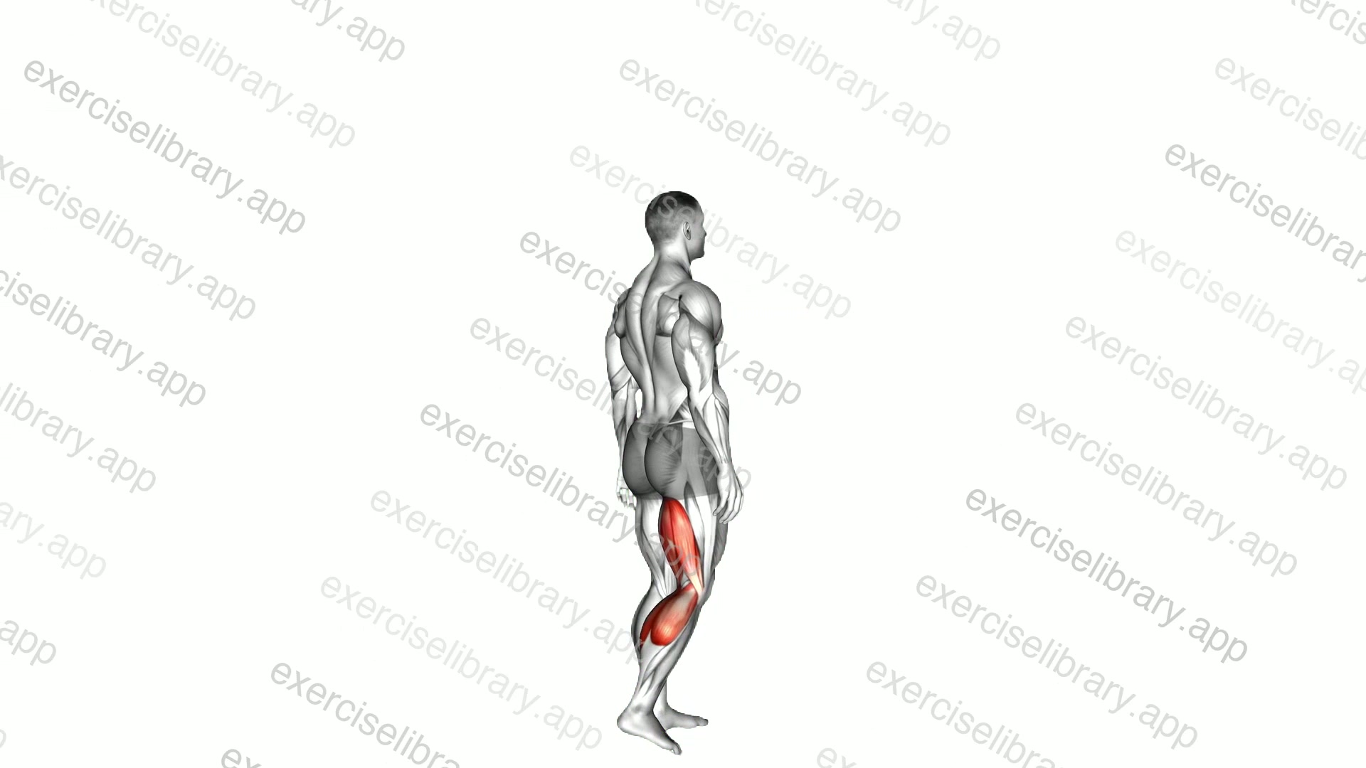 Knee - Flexion demonstration