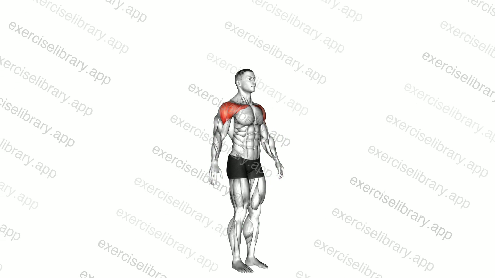 Shoulder - Abduction demonstration