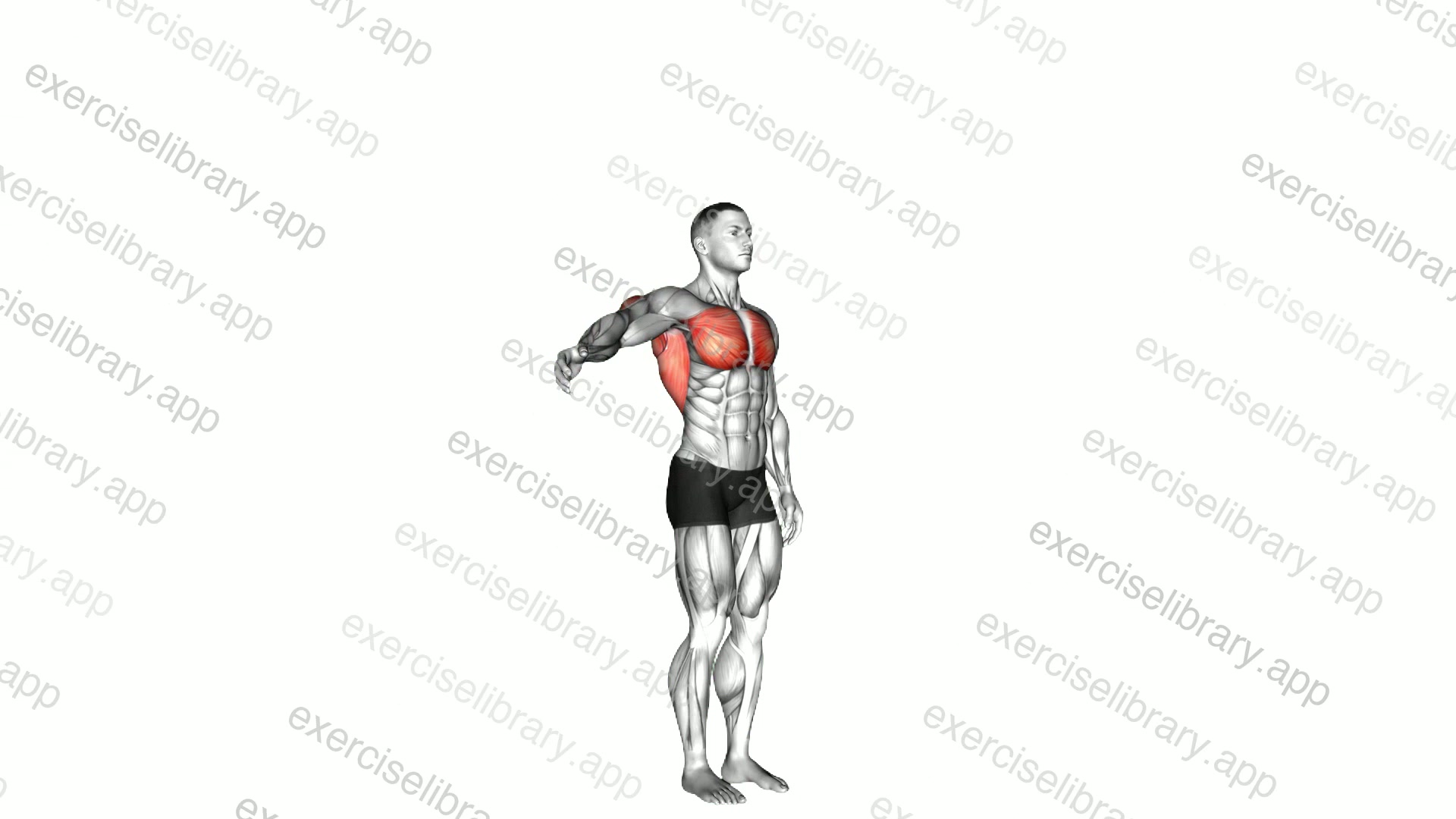 Shoulder - Adduction demonstration
