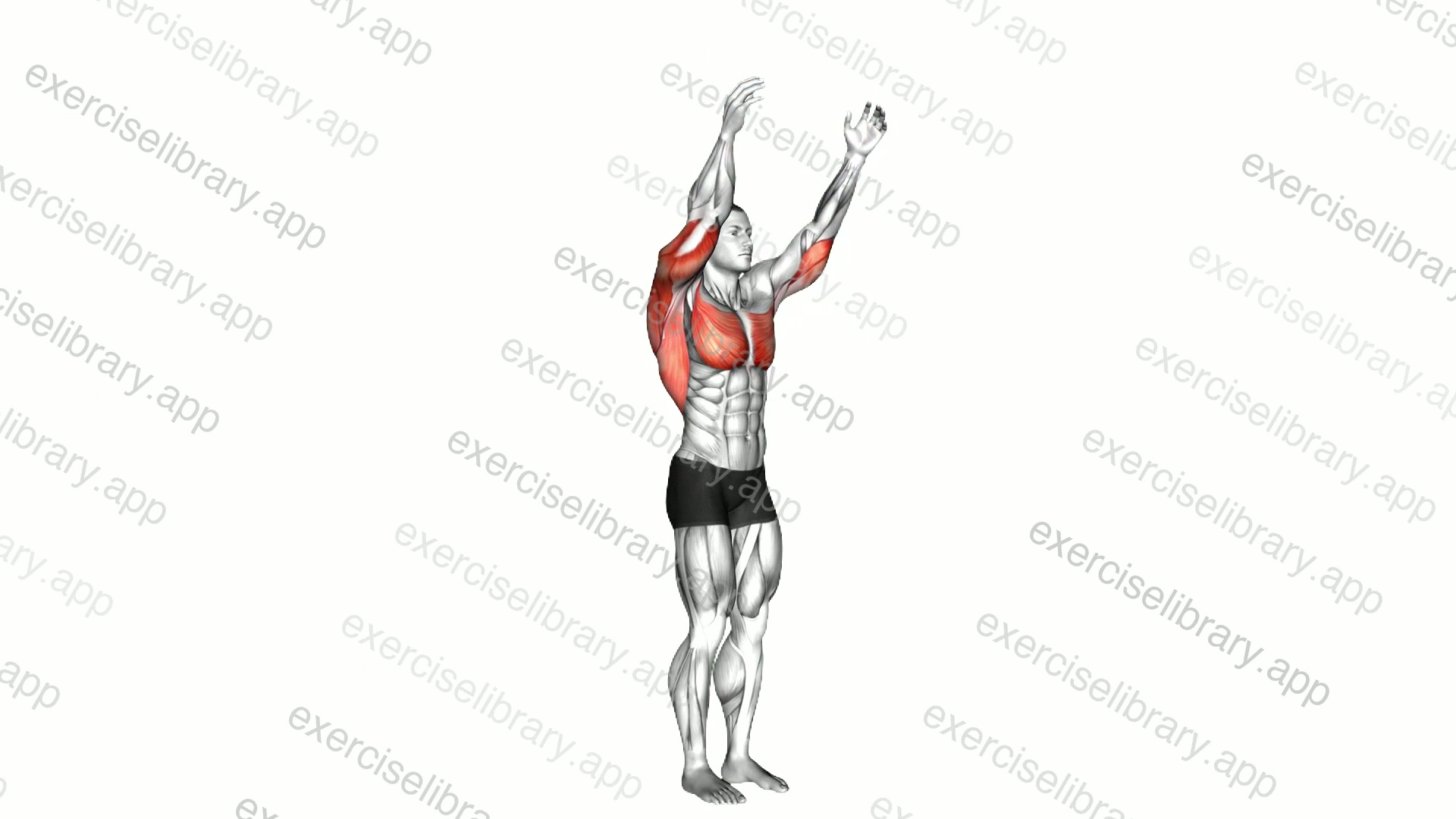 Shoulder - Extension demonstration