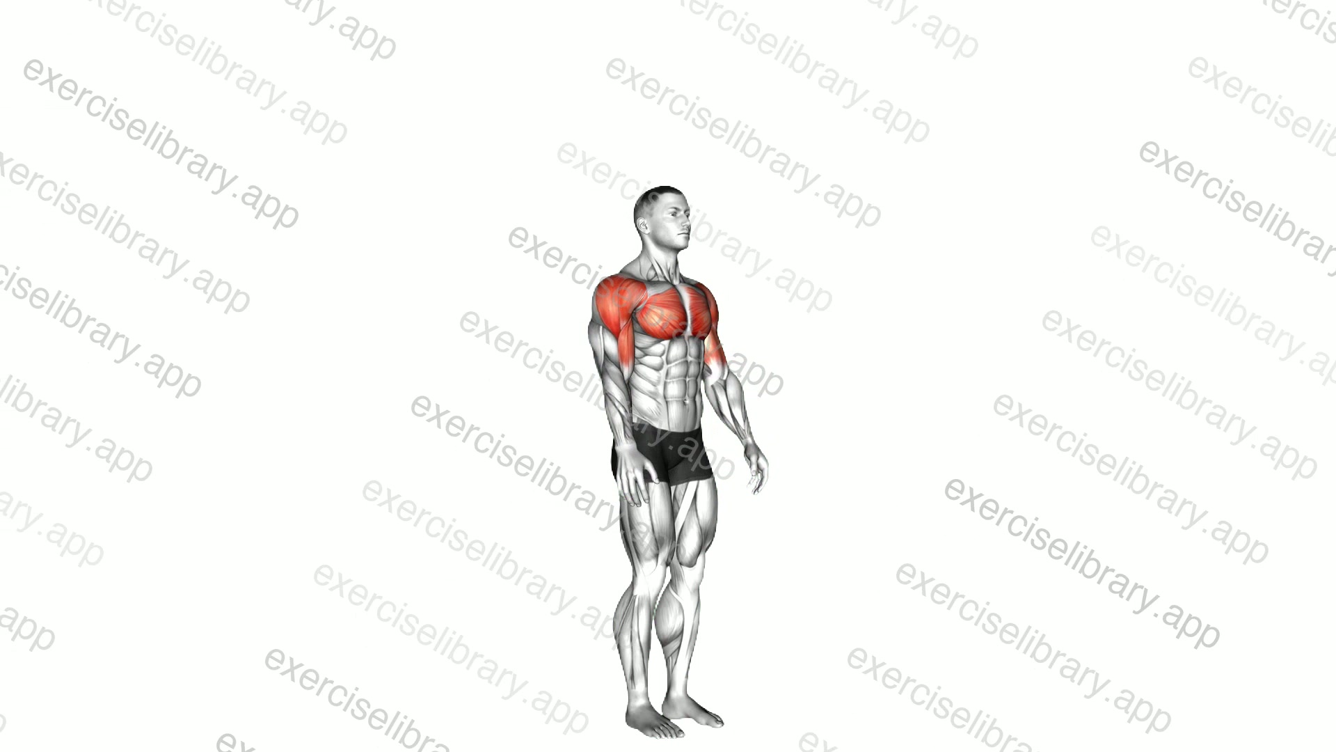 Shoulder - Flexion demonstration