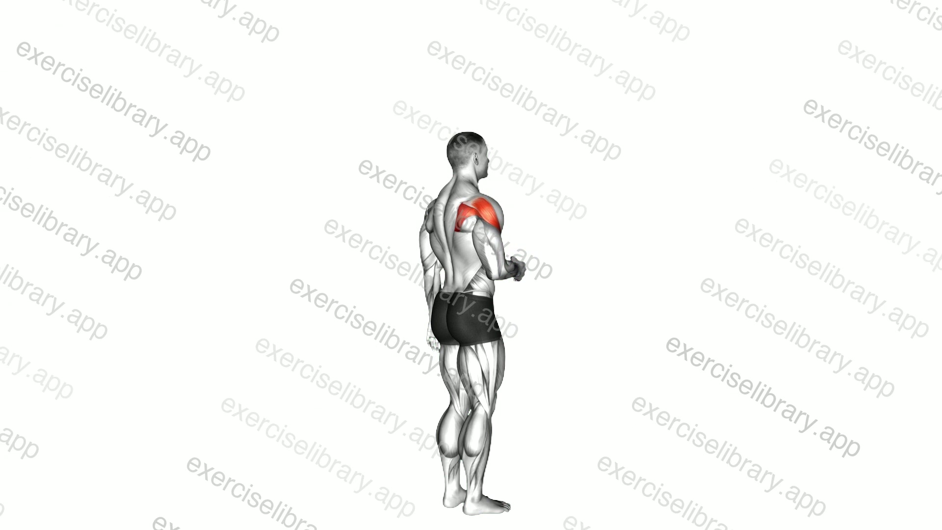Shoulder - Lateral Rotation demonstration